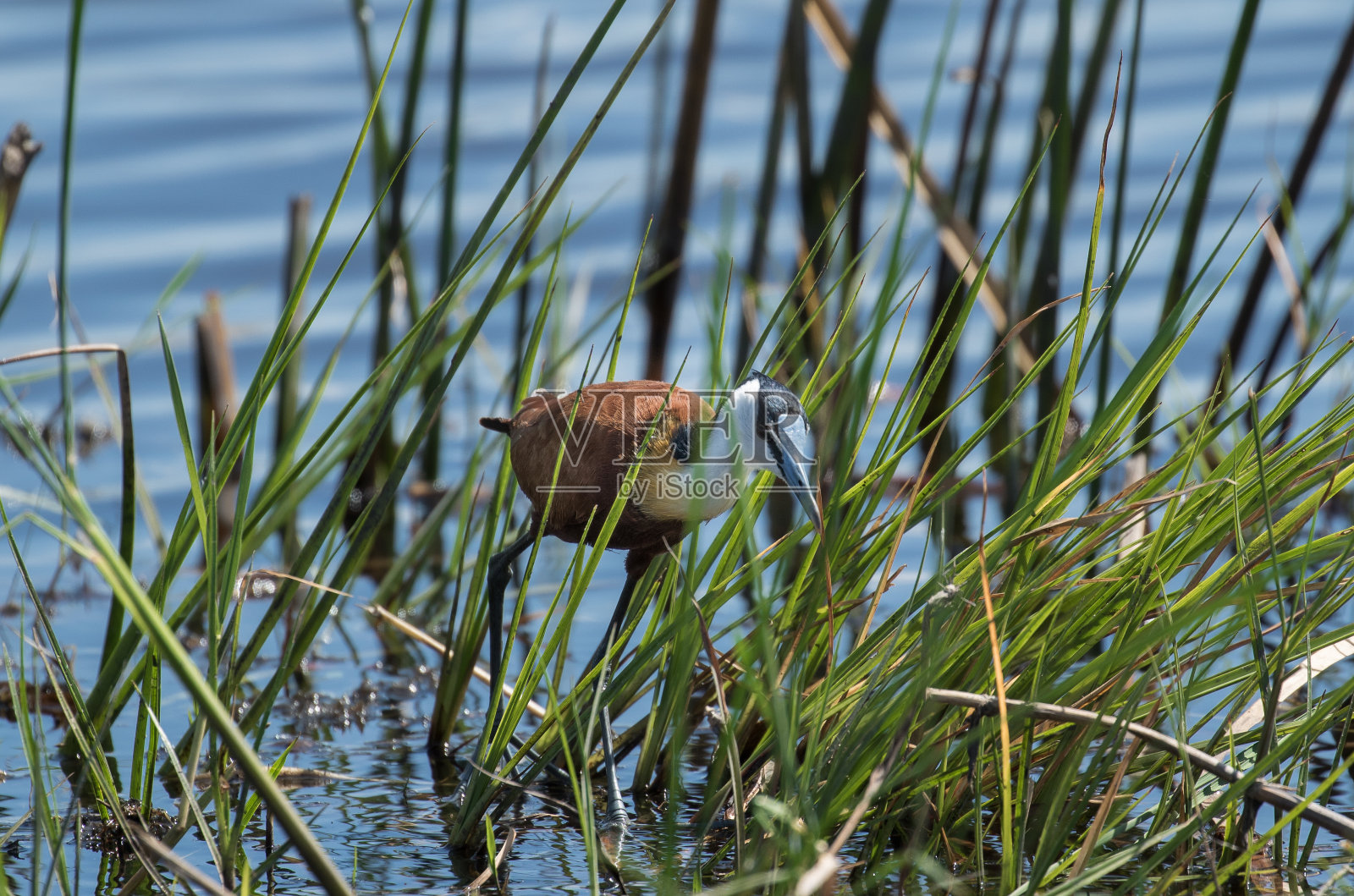非洲水雉照片摄影图片