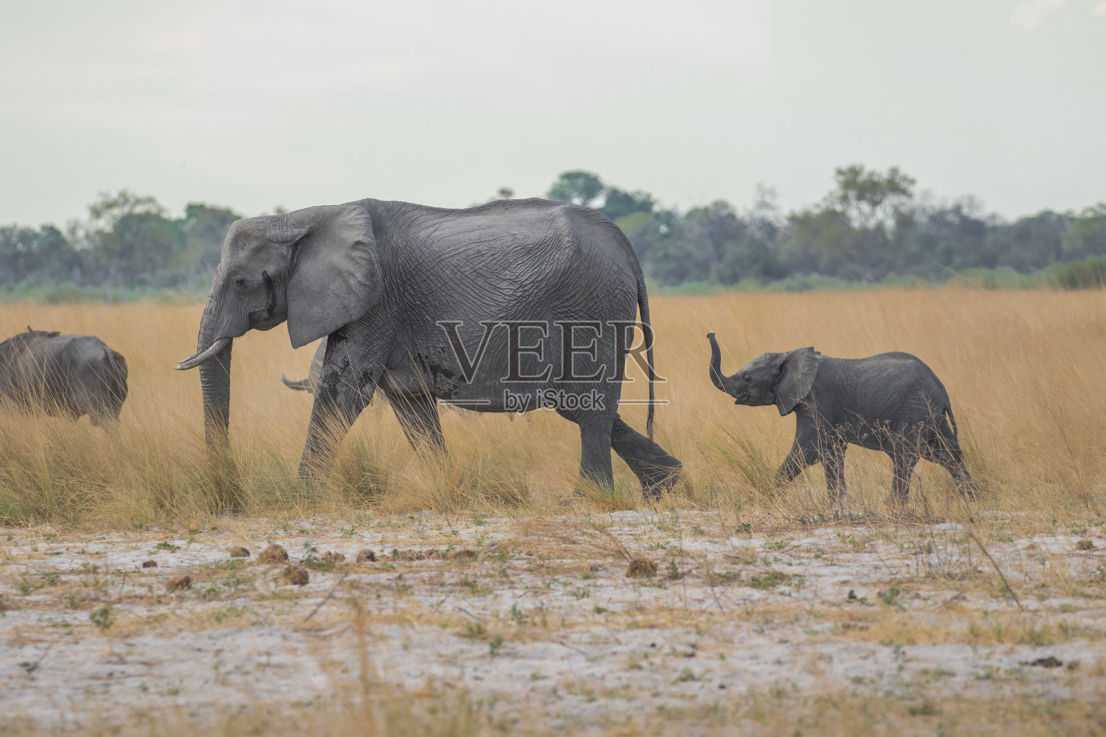 象妈妈和小象奥卡万戈三角洲照片摄影图片