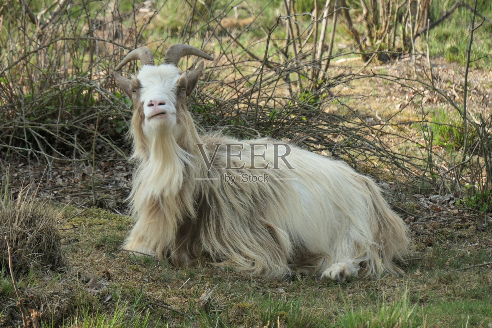 一只浅褐色斑点的长毛山羊躺在草地上。近距离。照片摄影图片