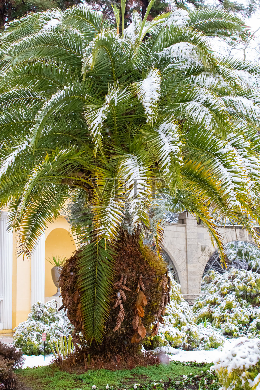 雪下的棕榈树照片摄影图片