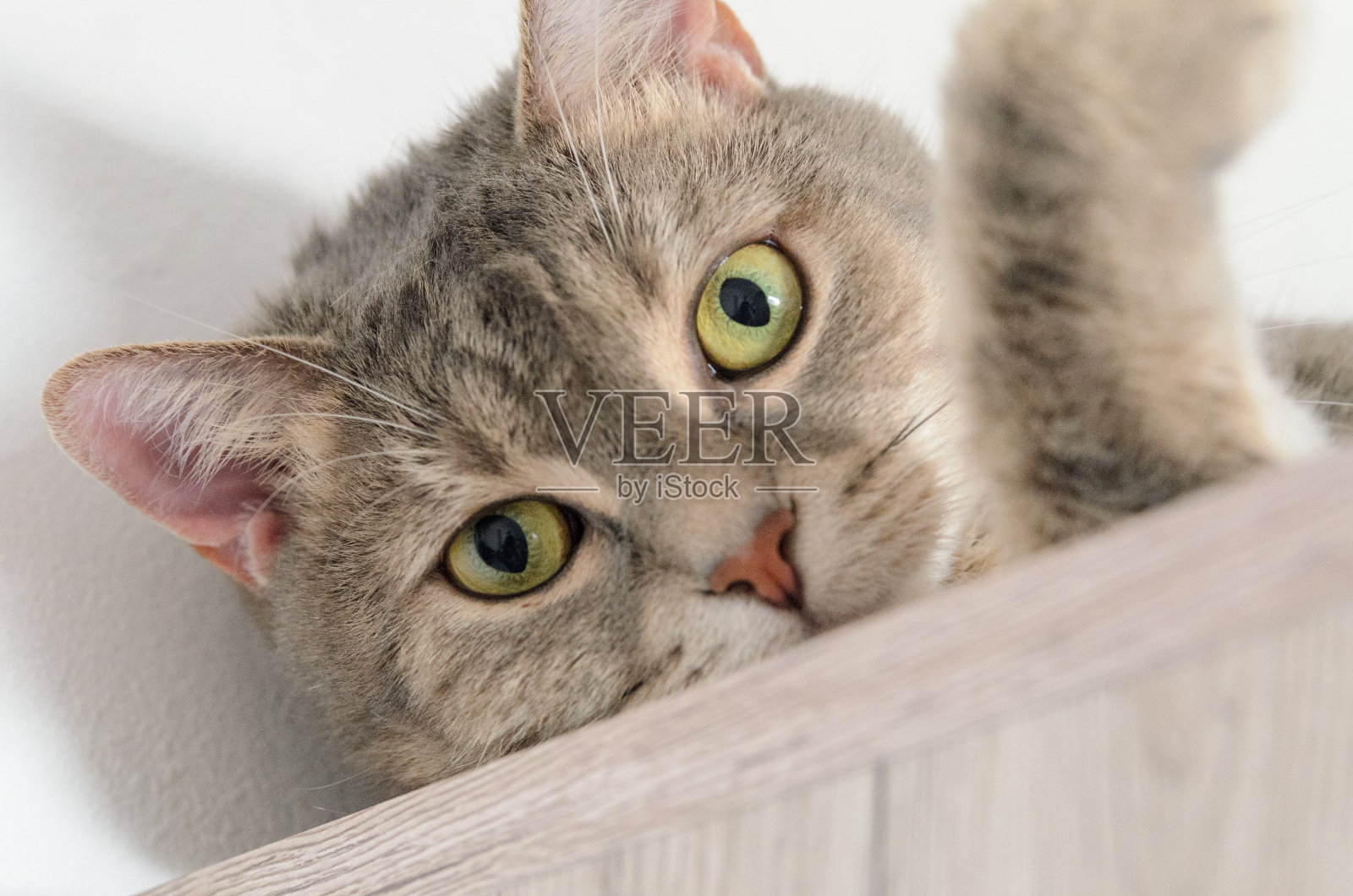 一只猫躺在橱柜上的肖像照片摄影图片