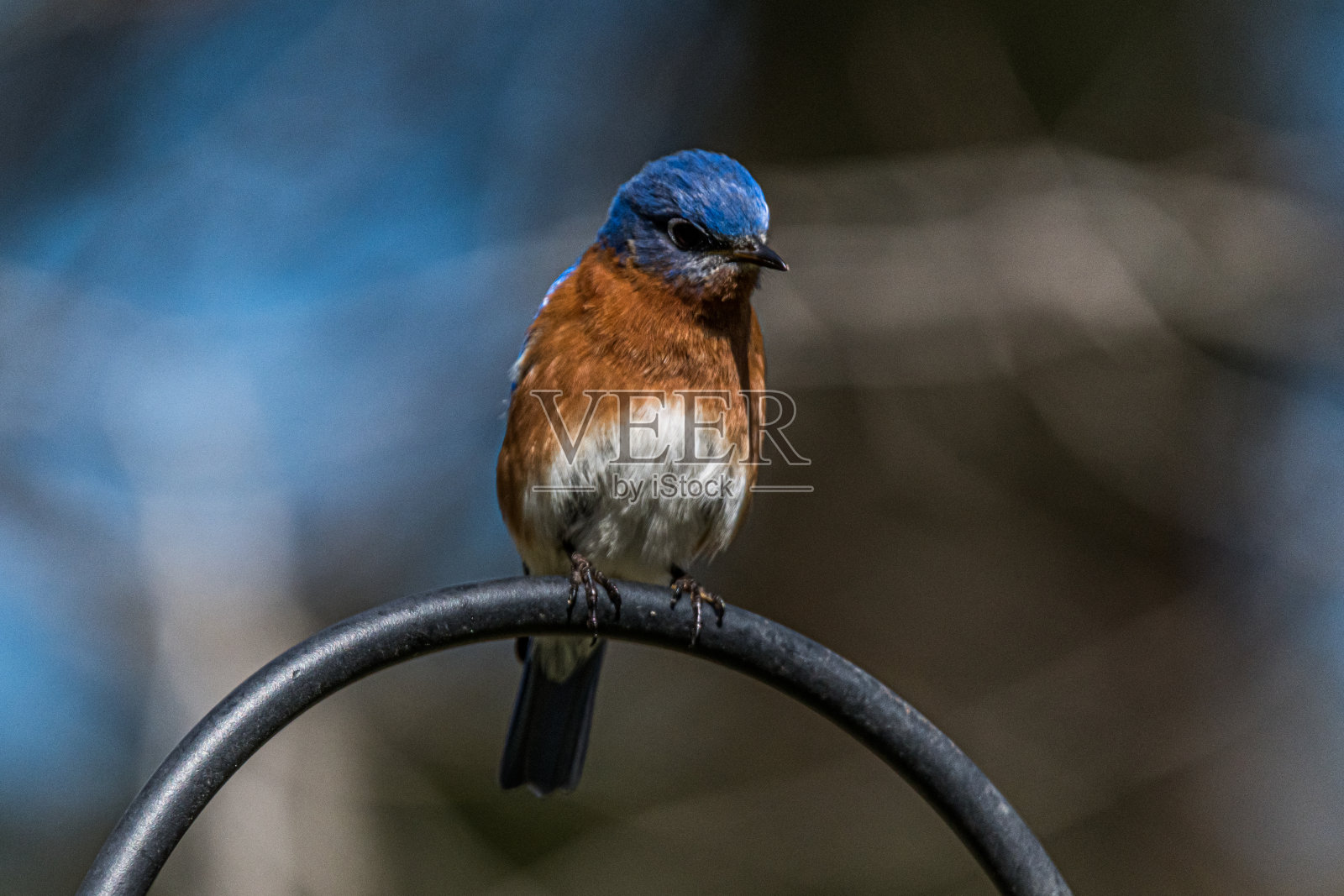 等待进食的东方蓝鸟照片摄影图片