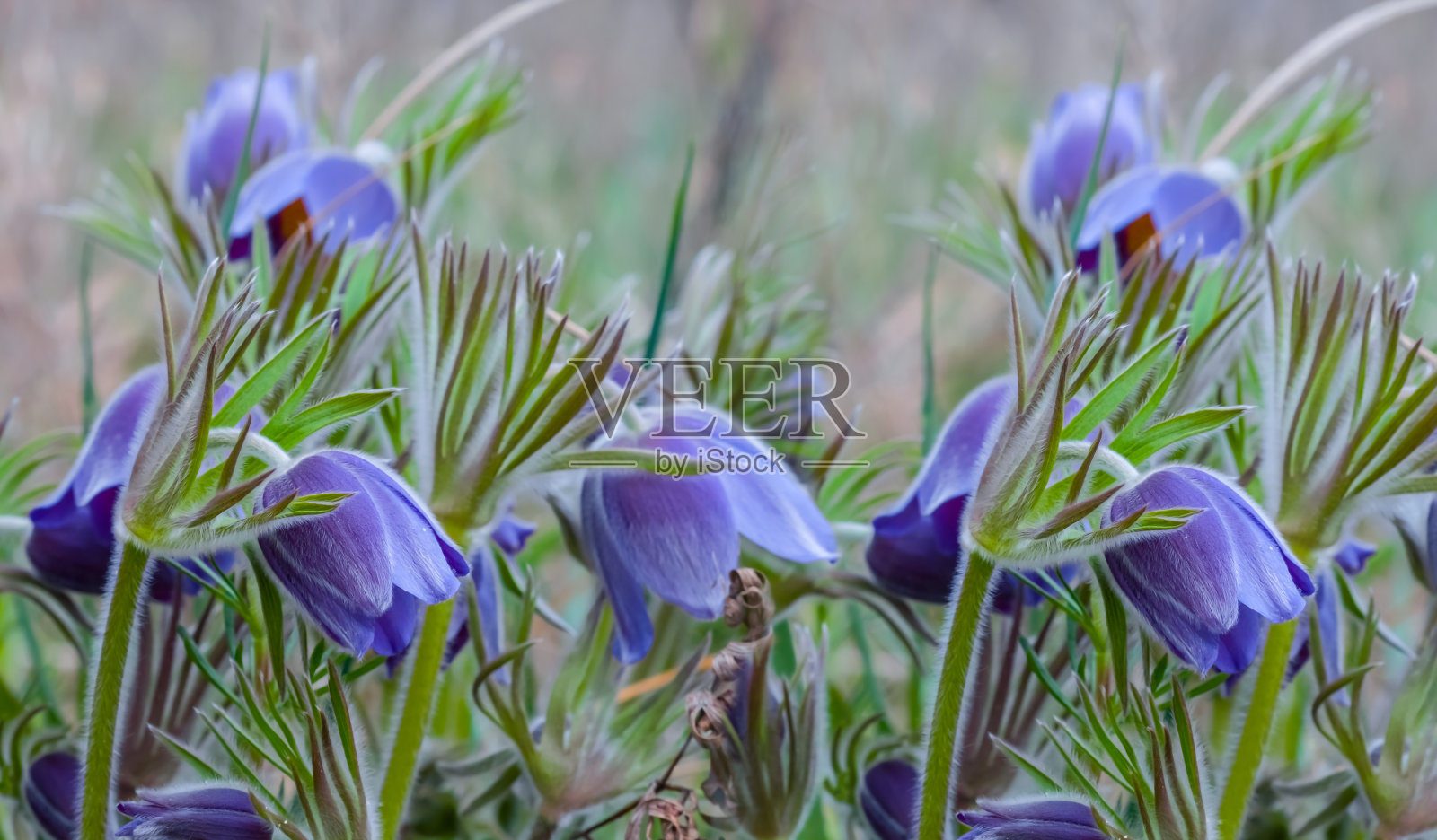 特写紫野钟花在草照片摄影图片
