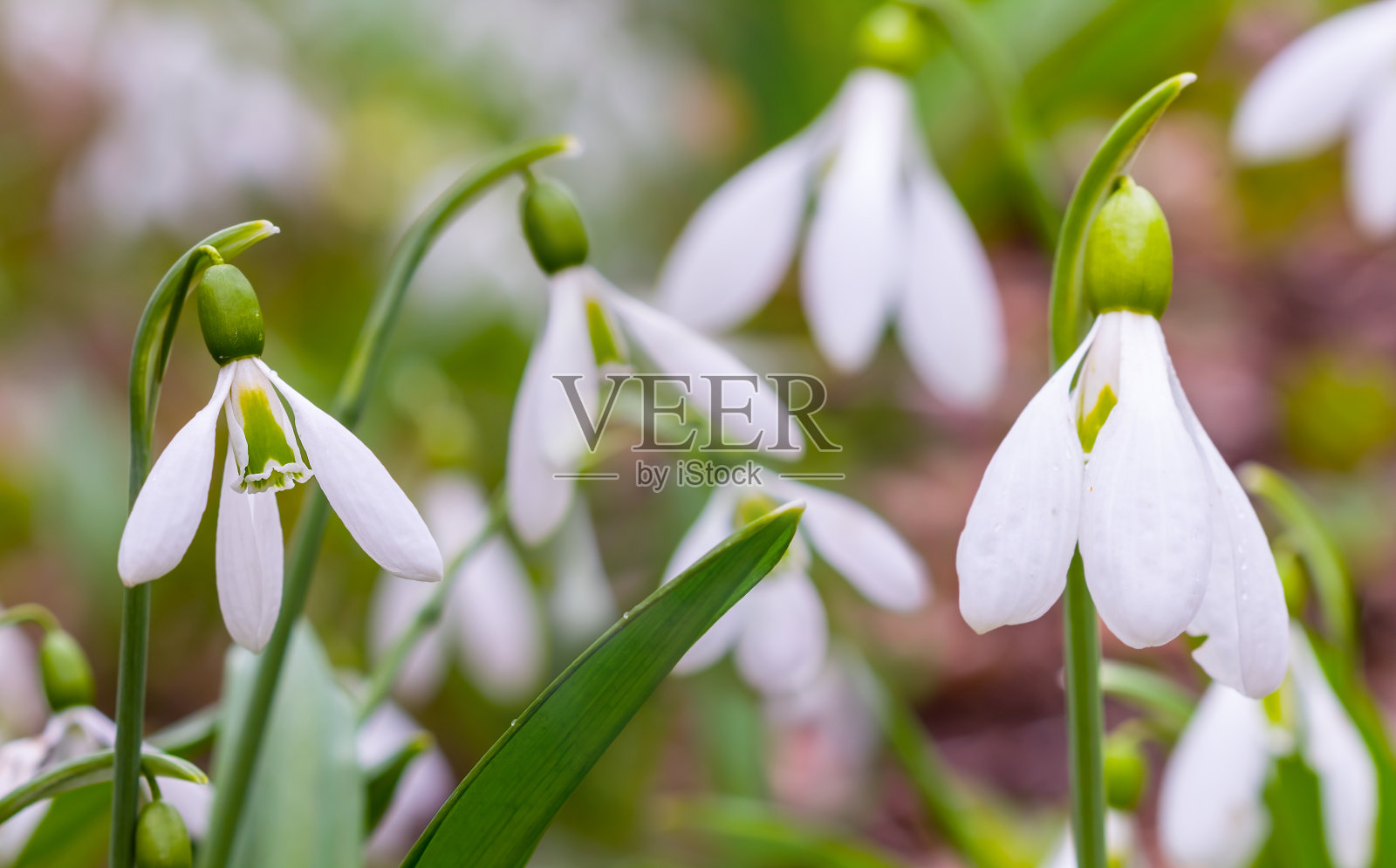 特写白色的雪花莲生长在森林里，美丽的春花背景照片摄影图片