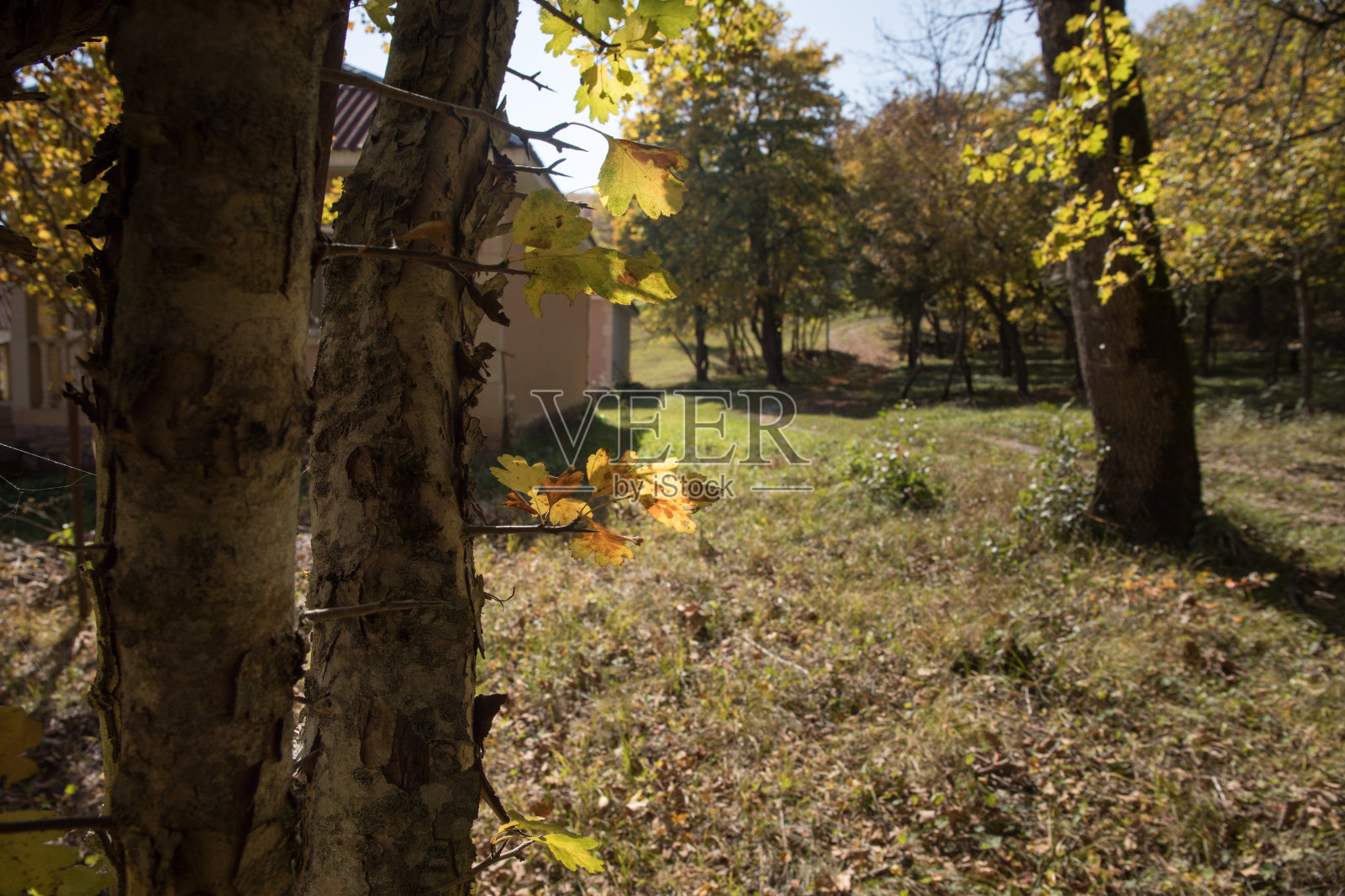 日落时分，美丽的秋日森林和柏油山路。美丽的风景与空的道路，树木和阳光在傍晚的秋天。旅游的背景。自然照片摄影图片