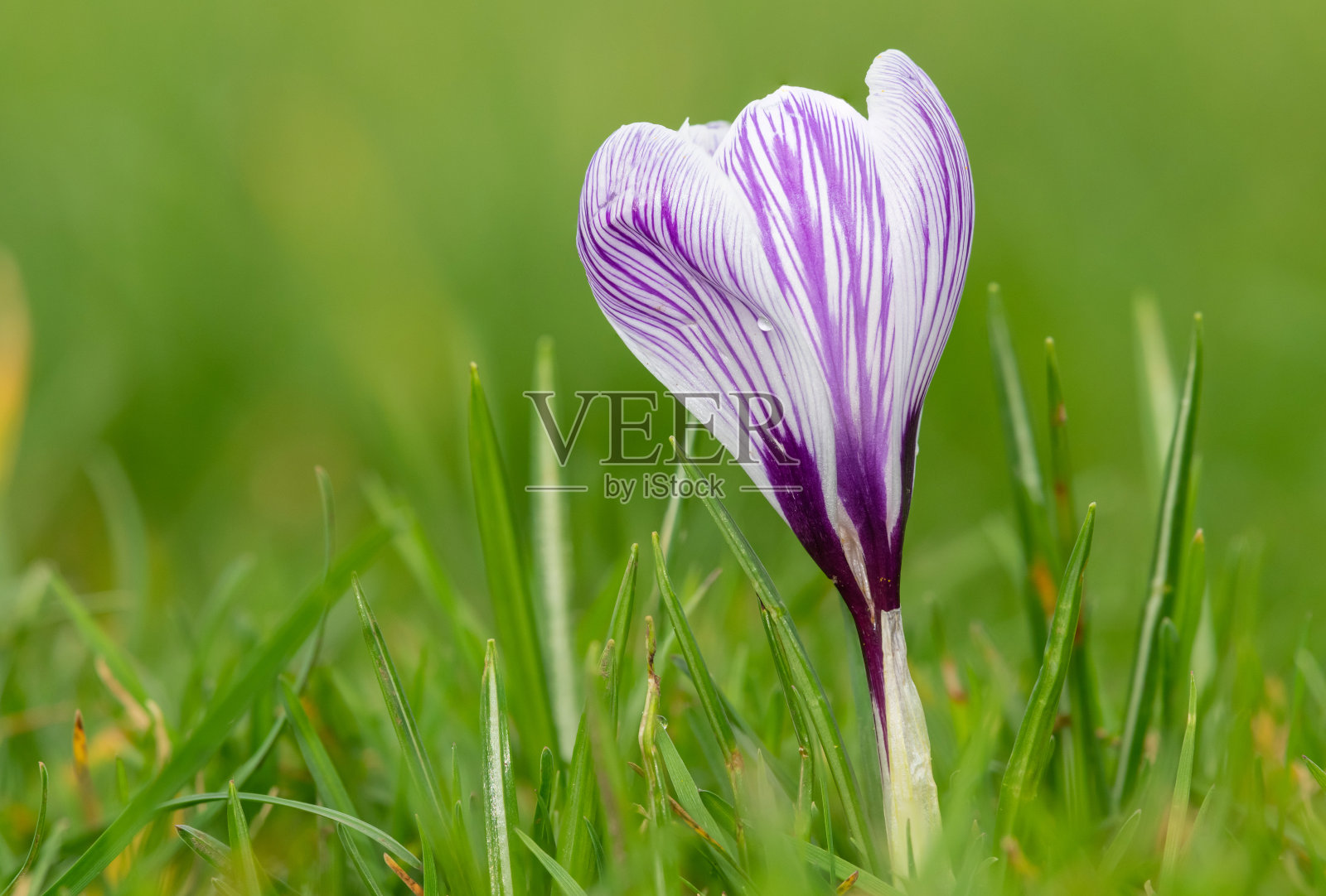 春番红花(番红花)照片摄影图片