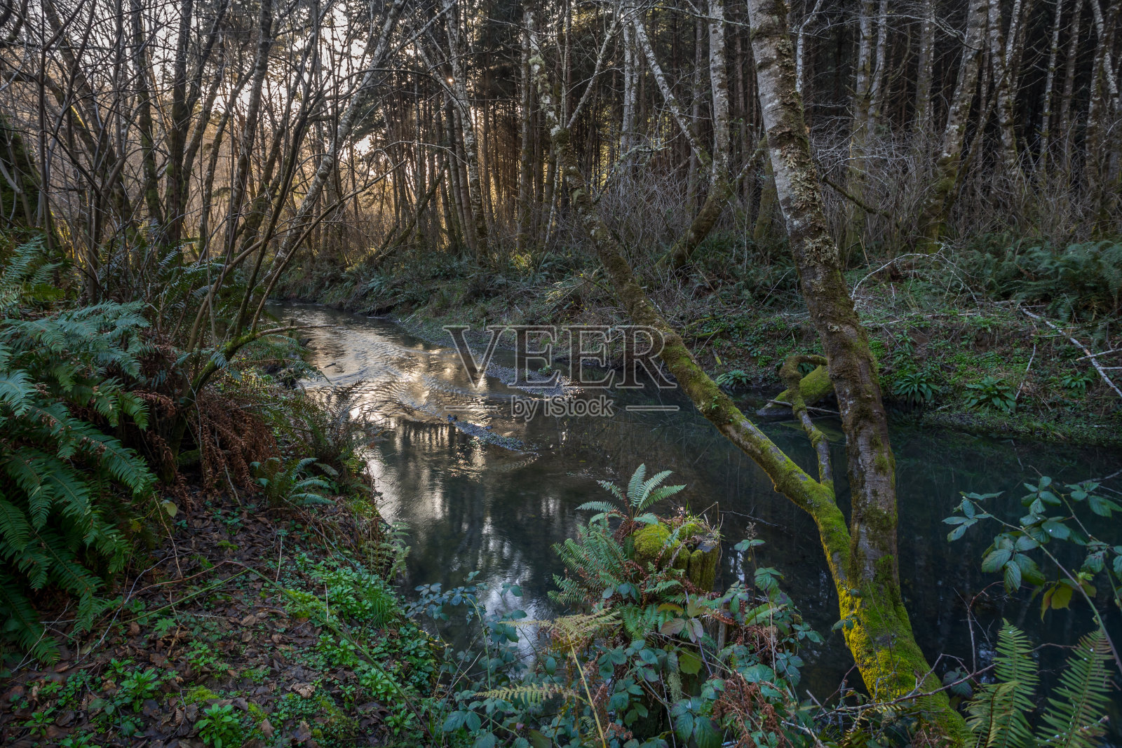 春天森林里美丽的小溪照片摄影图片