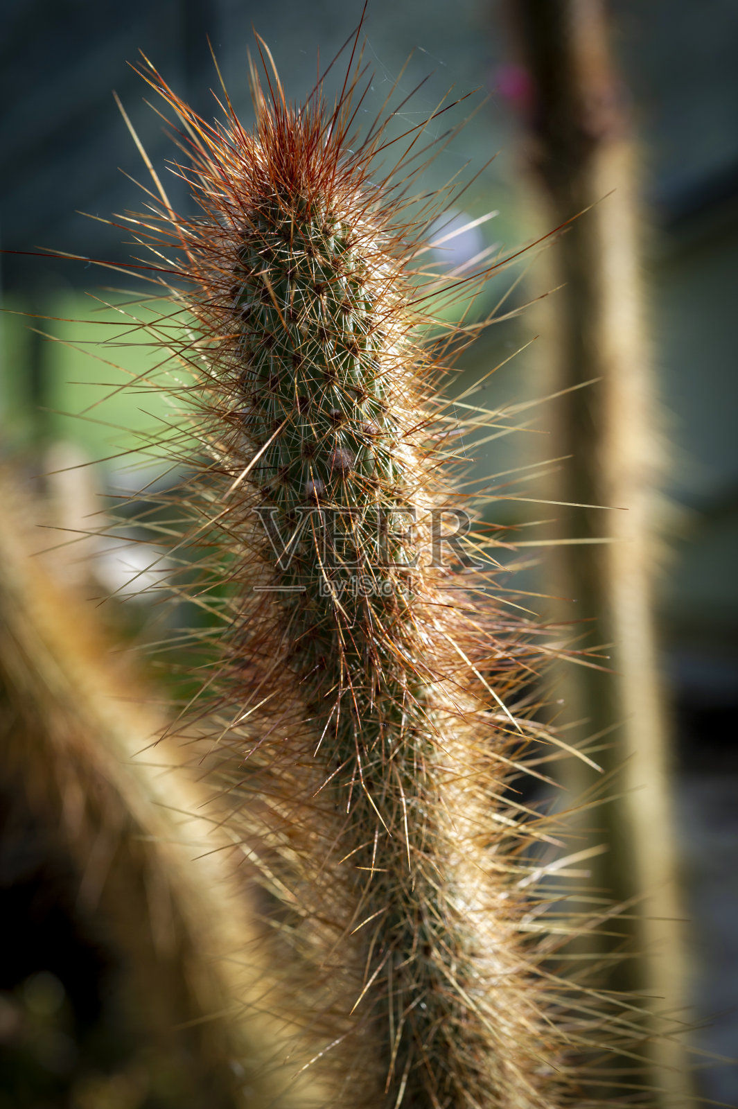 仙人掌Cleistocactus小烛树照片摄影图片