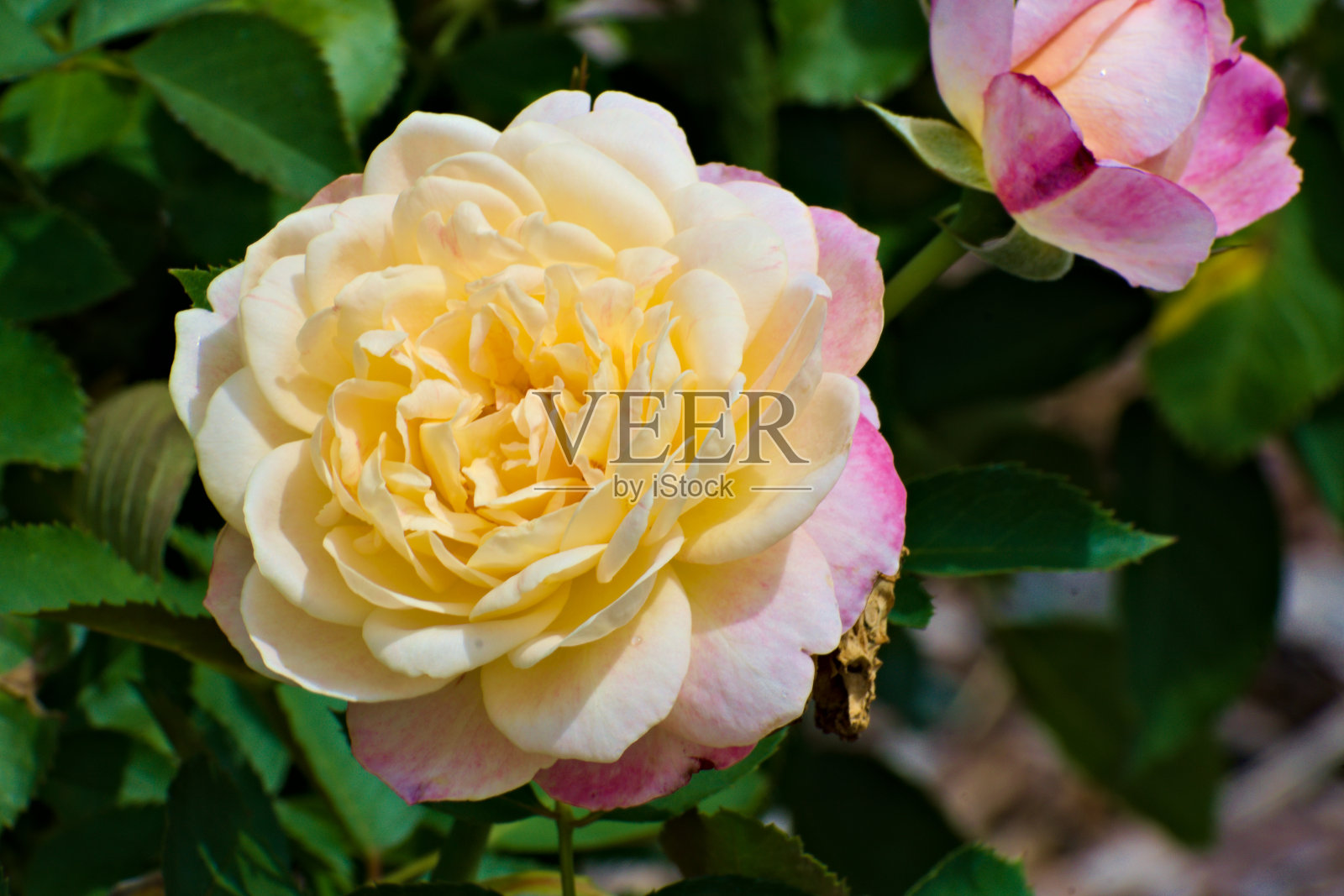 黄色盛开的玫瑰照片摄影图片