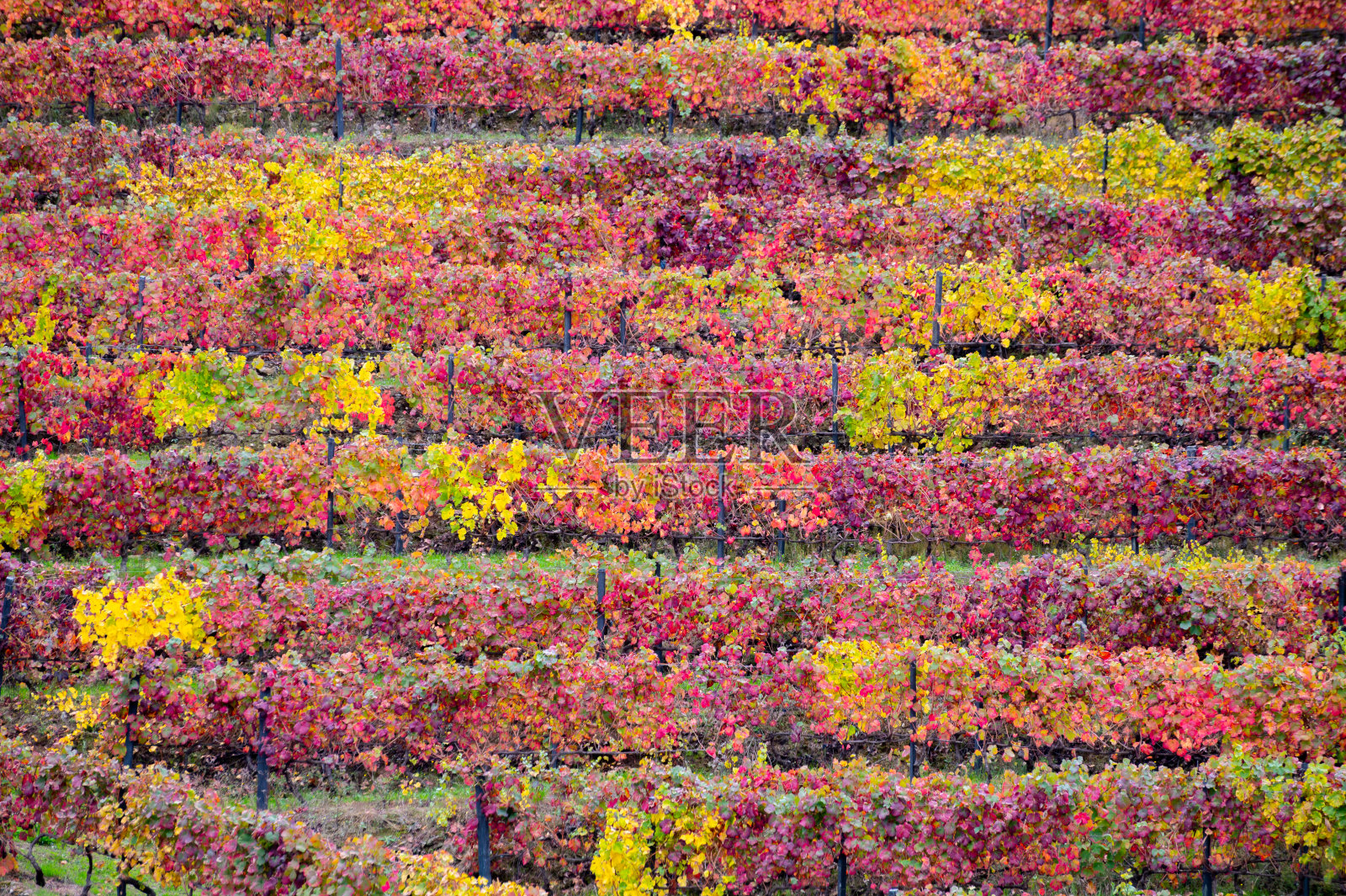 葡萄牙杜罗河世界最古老的葡萄酒产区多彩的秋景，梯田葡萄园上生长着不同品种的葡萄，生产红、白、波特酒。照片摄影图片