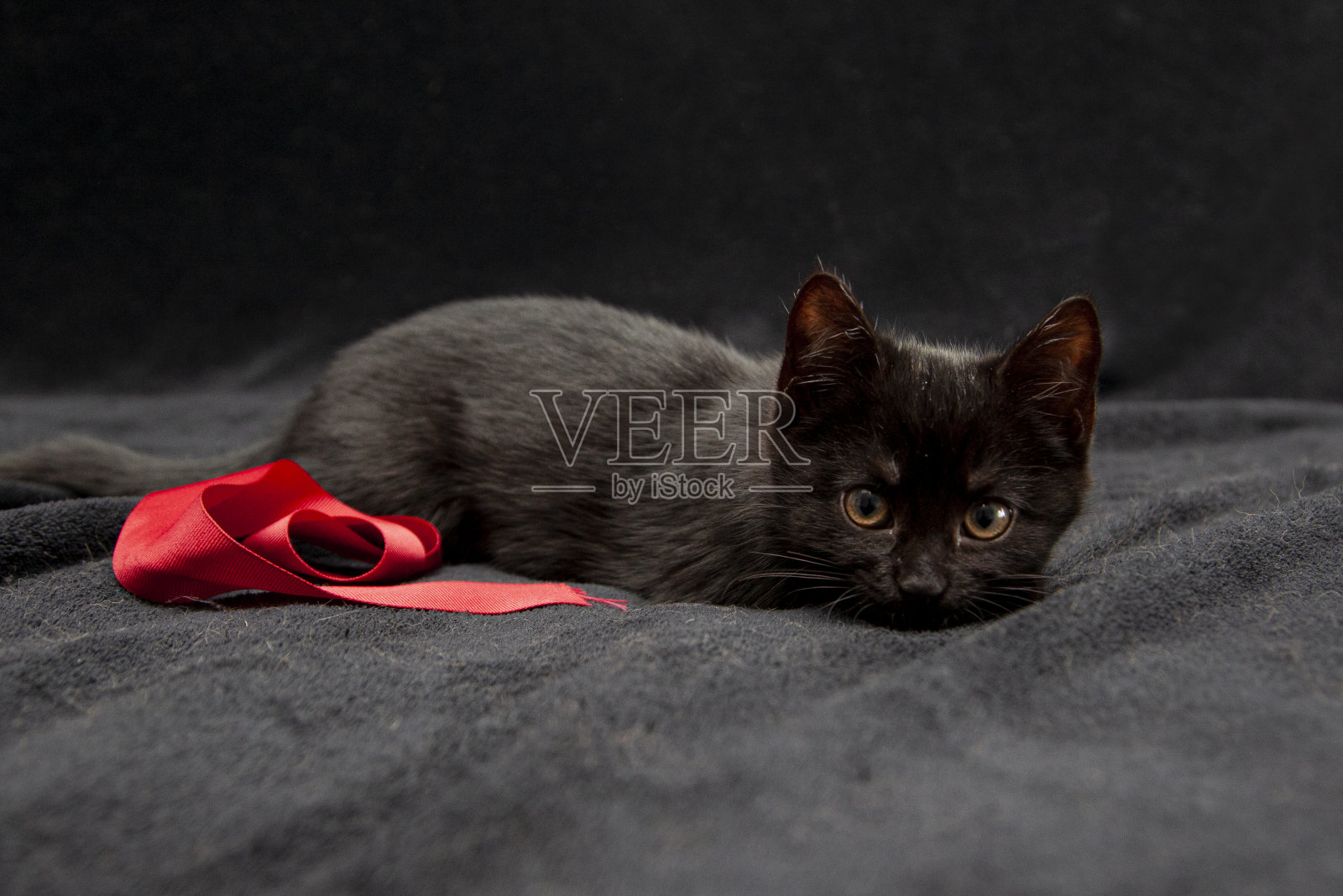 可爱的黑猫用红丝带摆造型照片摄影图片
