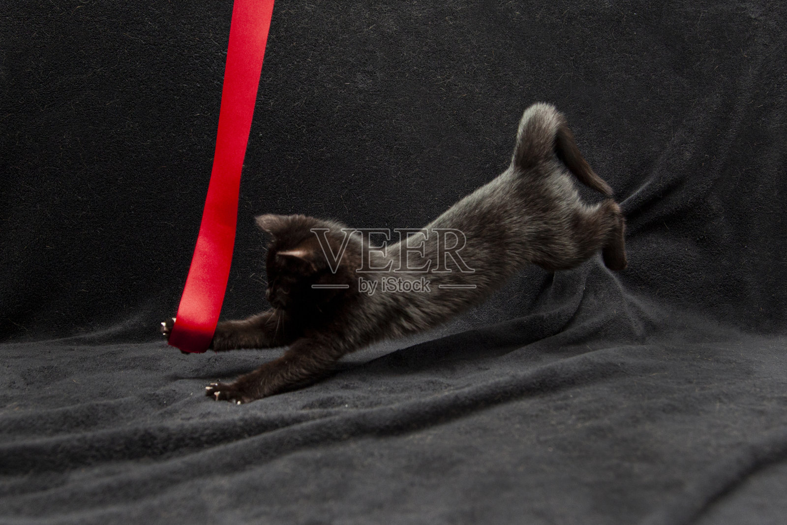 黑猫向红丝带扑去照片摄影图片