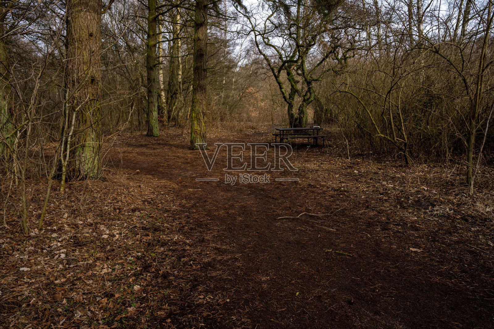 早春的一天，林中空地。来自瑞典隆德的照片照片摄影图片