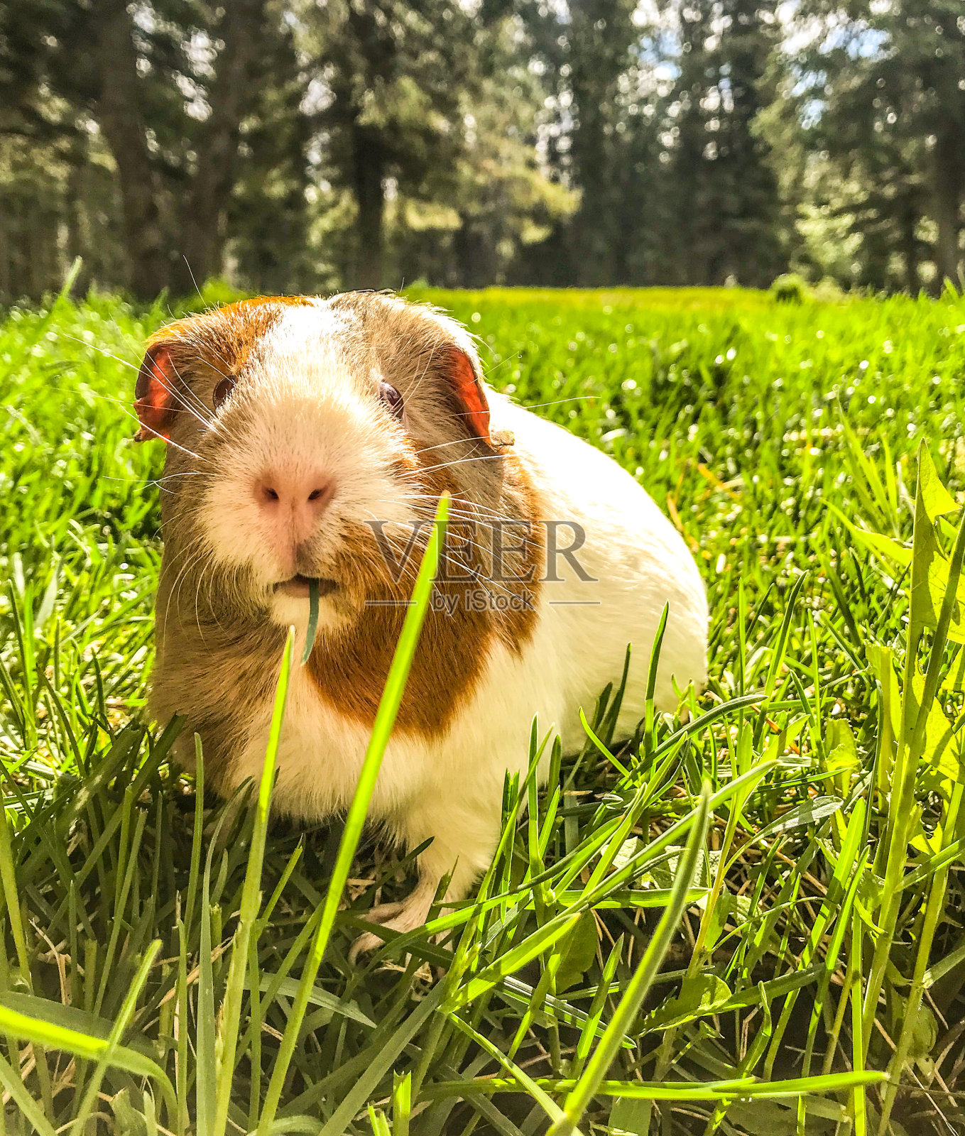 吃草的豚鼠照片摄影图片