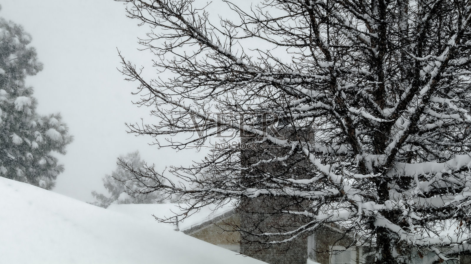树上和屋顶上的雪照片摄影图片