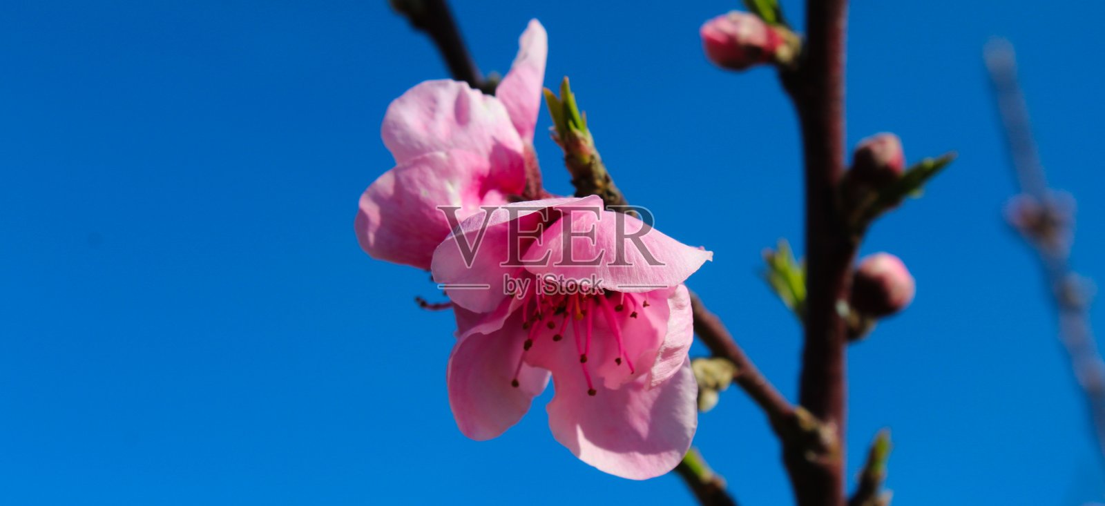 桃园里春暖花开，姹紫嫣红，壁纸，背景。照片摄影图片