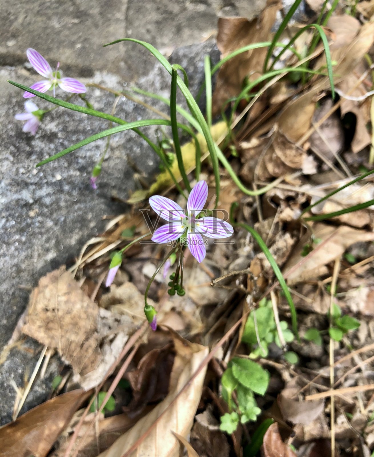 阳光明媚的森林公园照片摄影图片