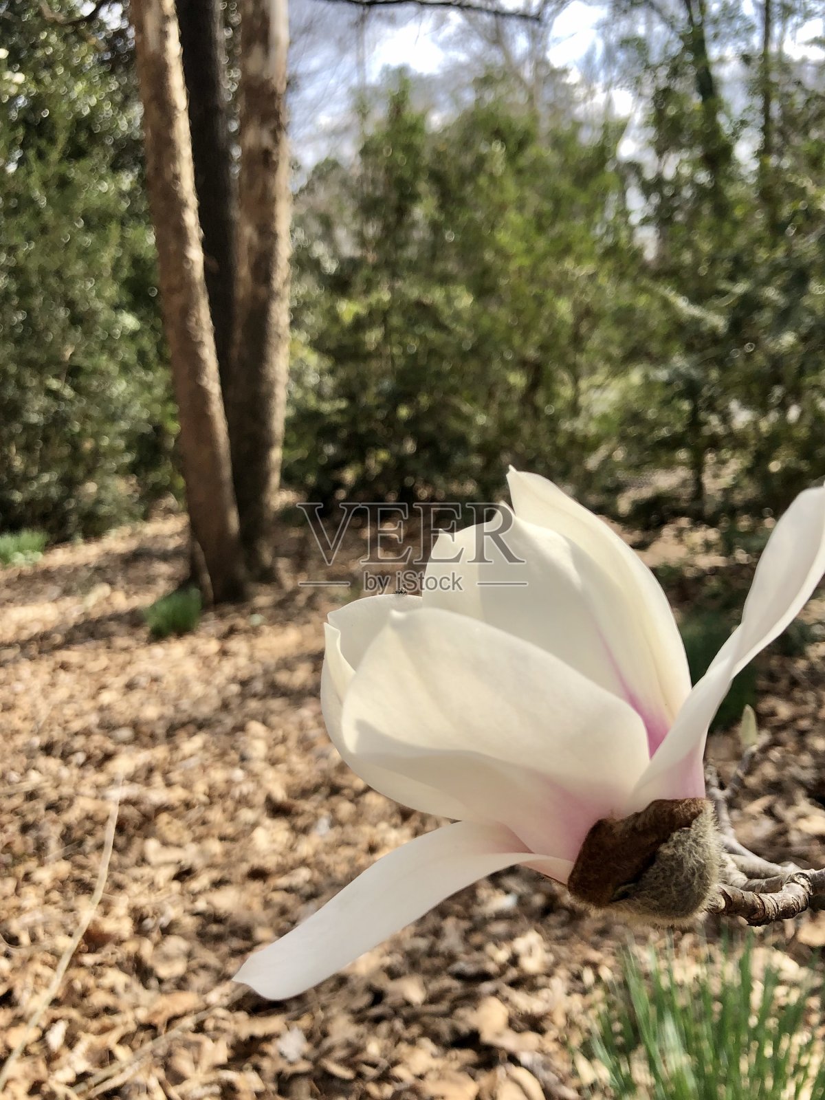 木兰开花照片摄影图片