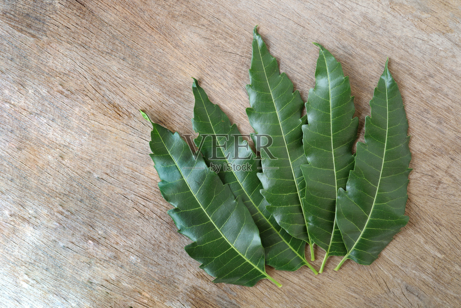 印楝在古老的木制背景上，印楝是一种有用的食物和药草。照片摄影图片
