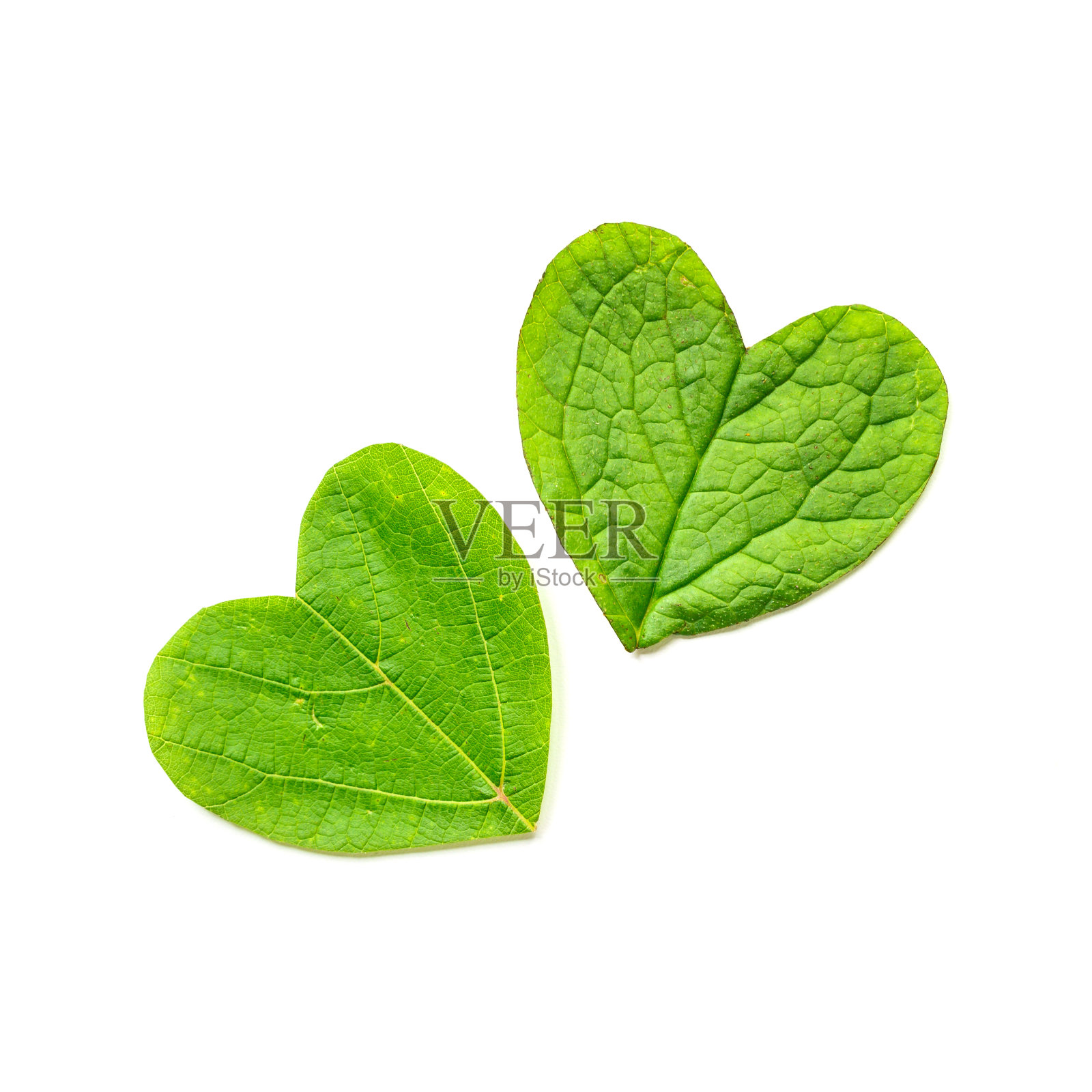 情人节。心形是从白色背景的树叶上剪下来的。广场照片摄影图片