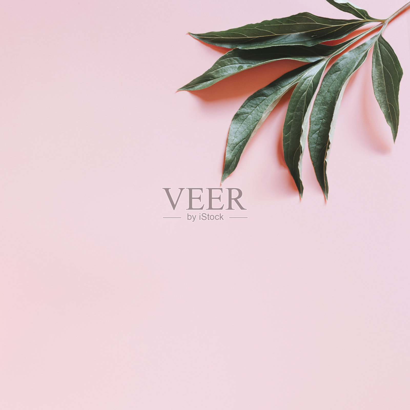 一片牡丹叶子的绿色孤立在浅粉红色的背景上。平放，俯视图，文本空间。广场照片摄影图片