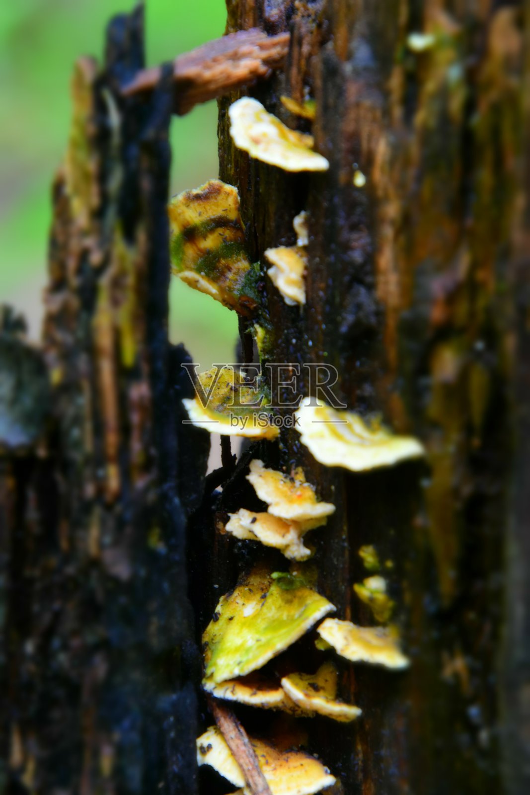 明亮的照片摄影图片