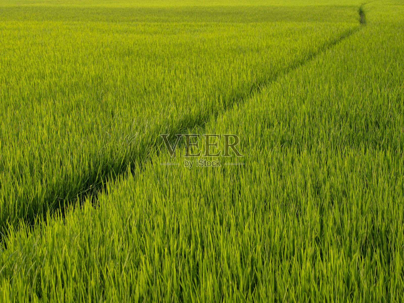 春天美丽的绿色田野照片摄影图片