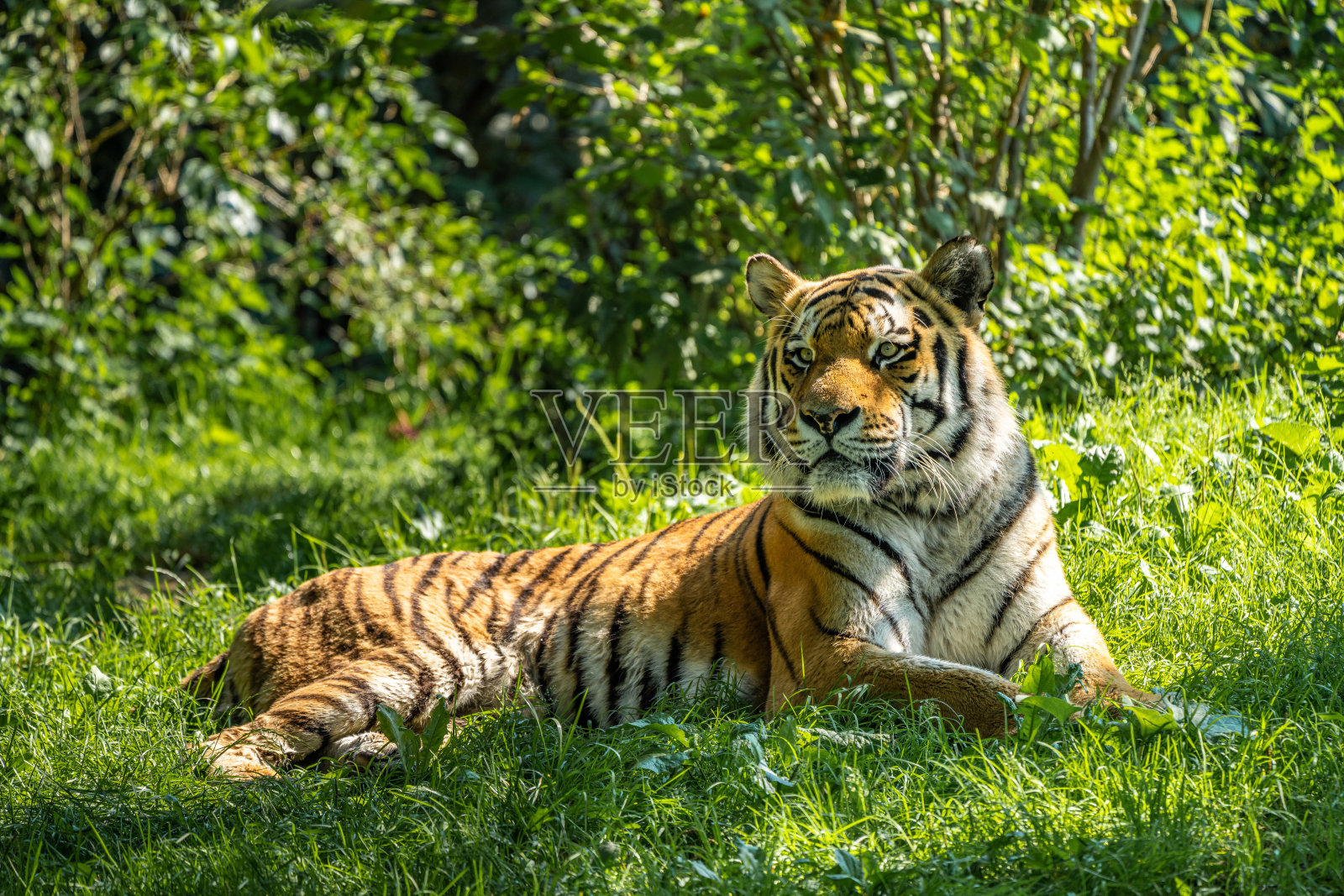 公园里的西伯利亚虎照片摄影图片