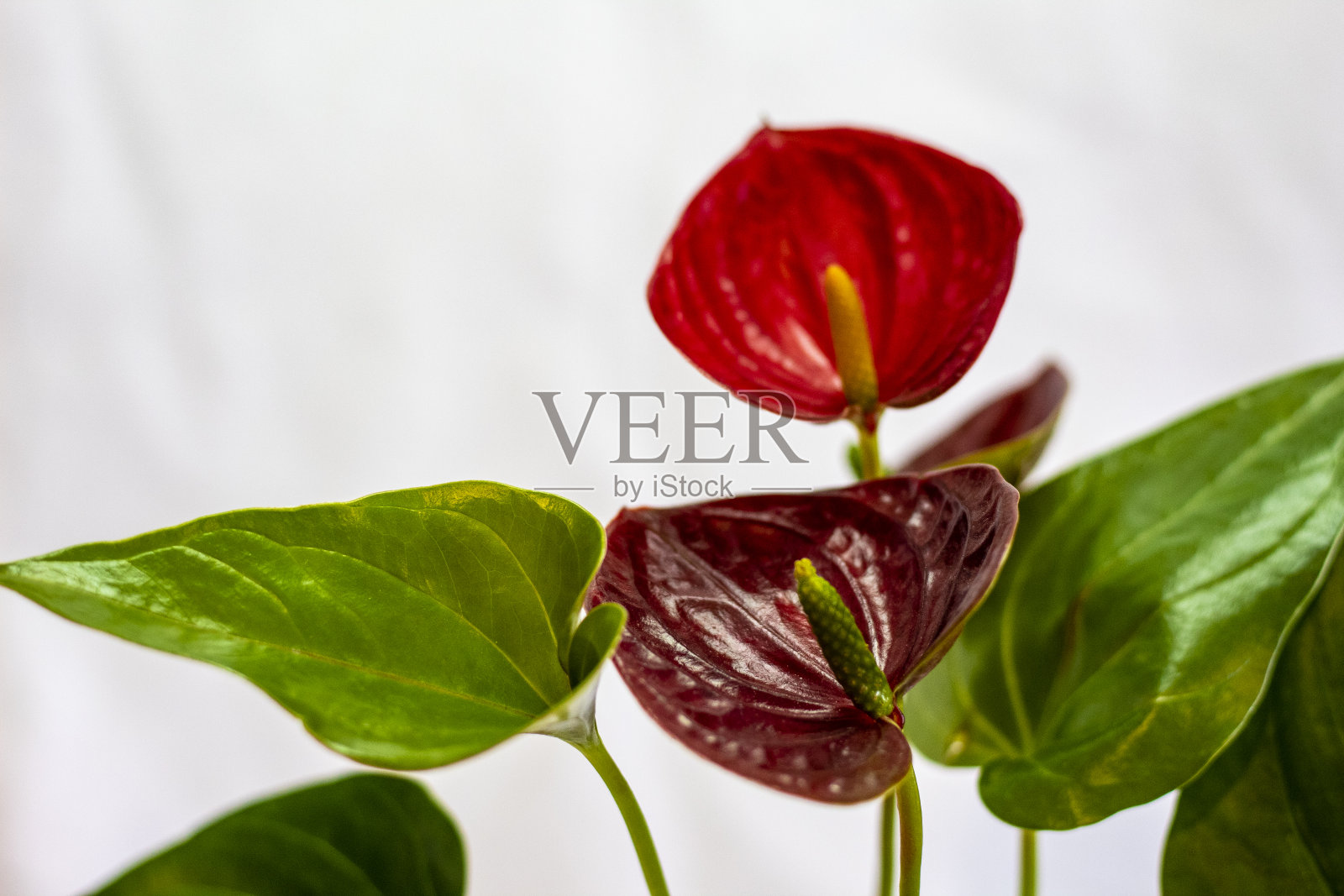 花烛属植物照片摄影图片