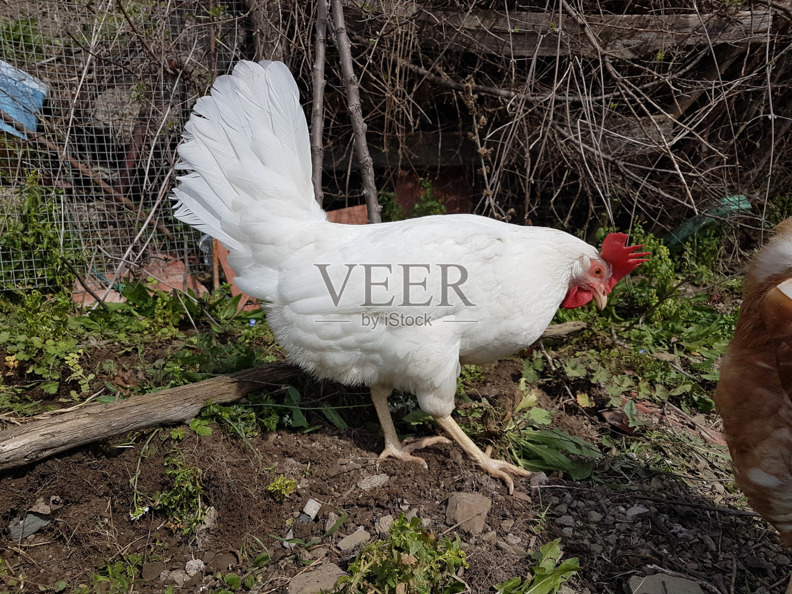 蛋清养鸡场，绿植土壤照片摄影图片