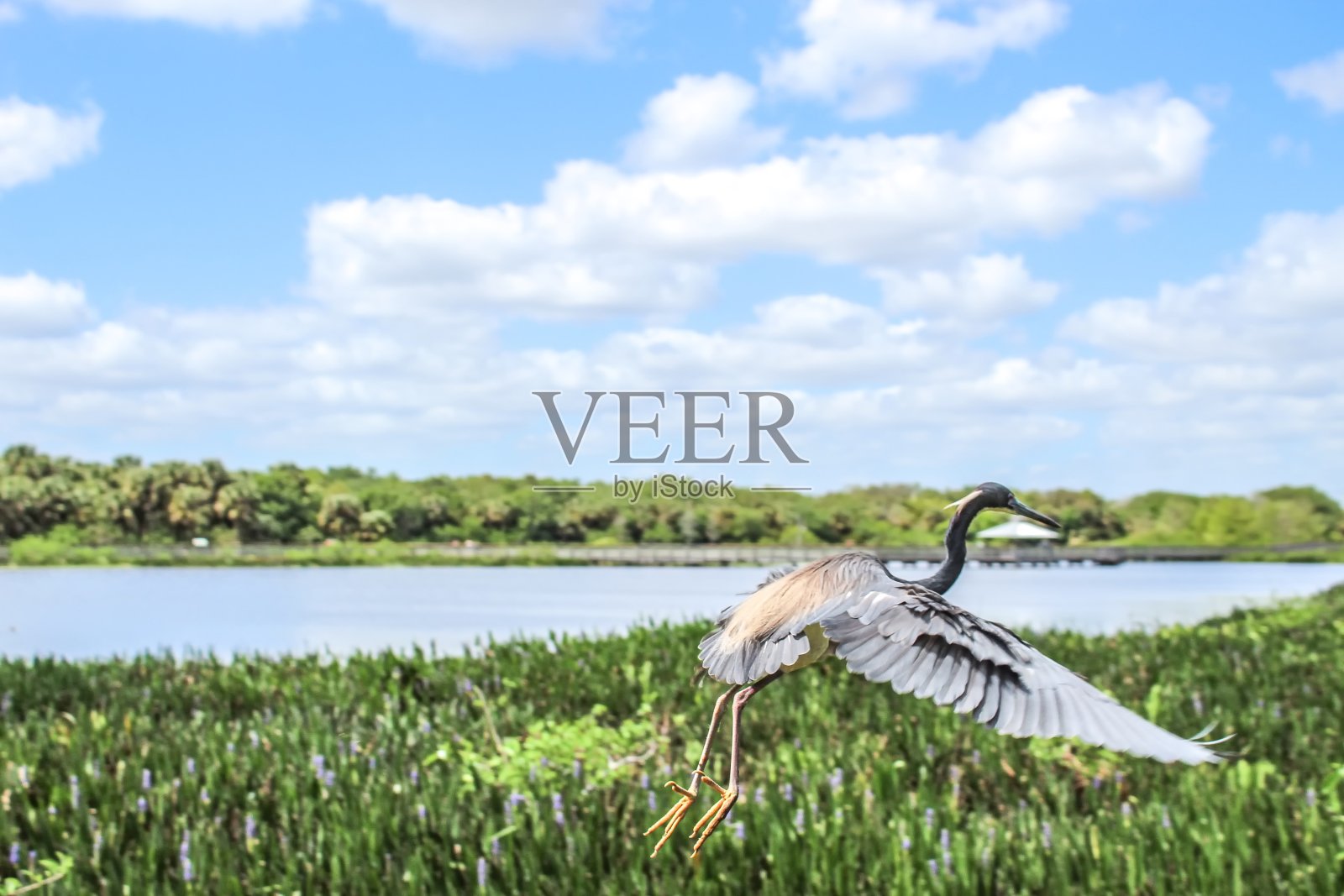 佛罗里达湿地中的飞鸟。照片摄影图片