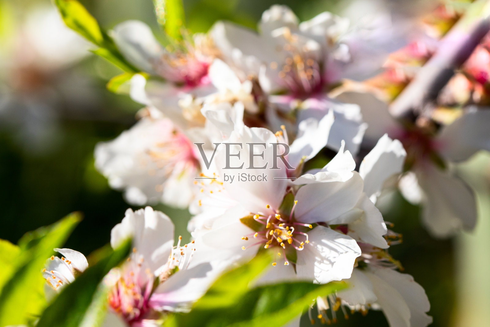 春天花园中盛开的白色杏树枝照片摄影图片