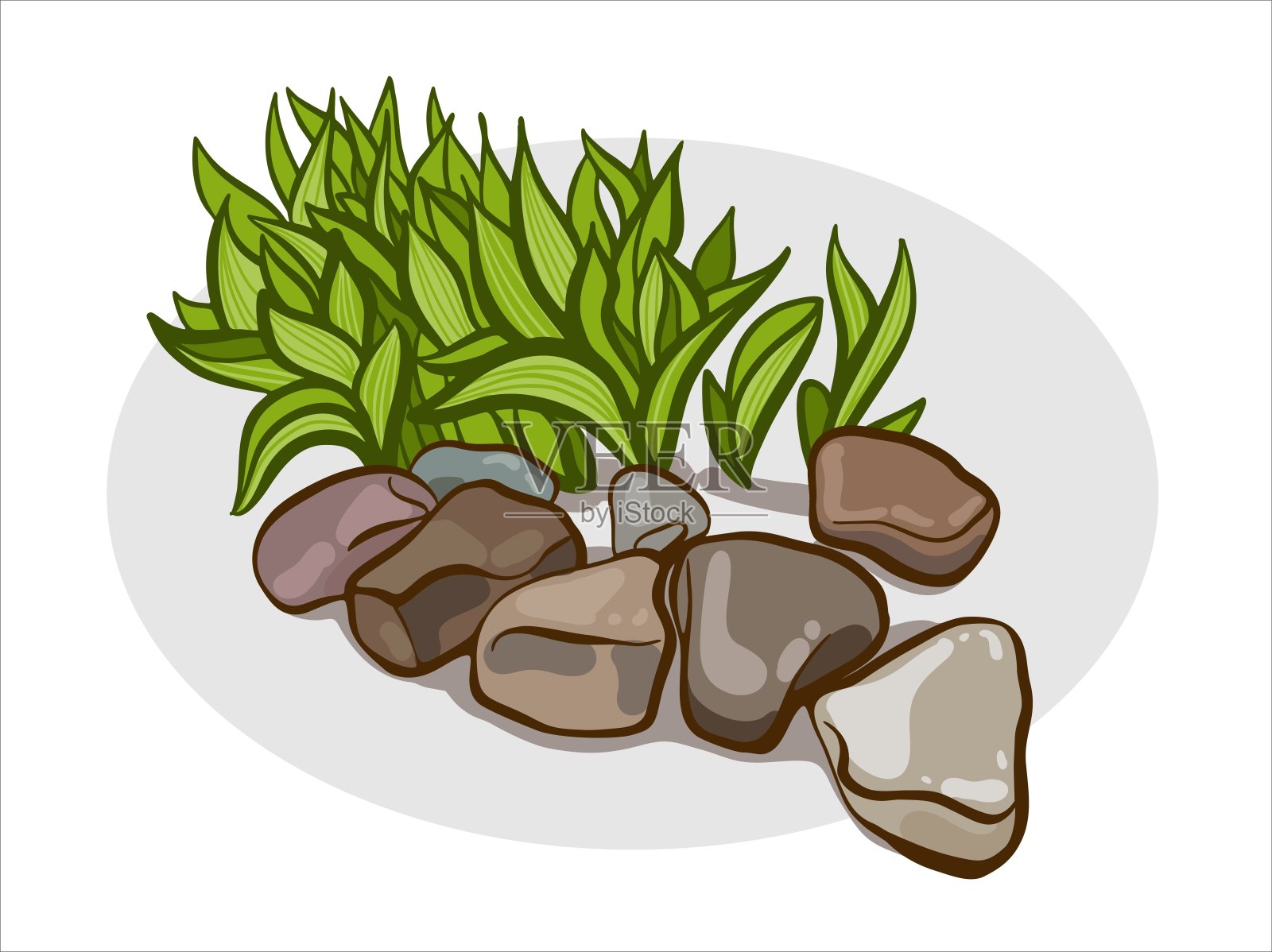 灌木主持景观设计。白色背景上的植物插画图片素材