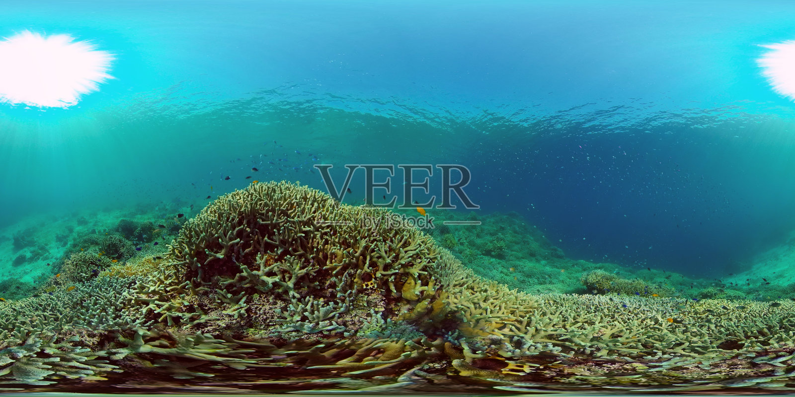 珊瑚礁的水下世界。菲律宾。虚拟现实360照片摄影图片