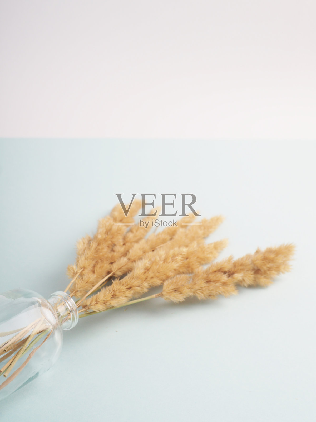 在白色的背景上的干燥花lagurus的小穗自然颜色照片摄影图片