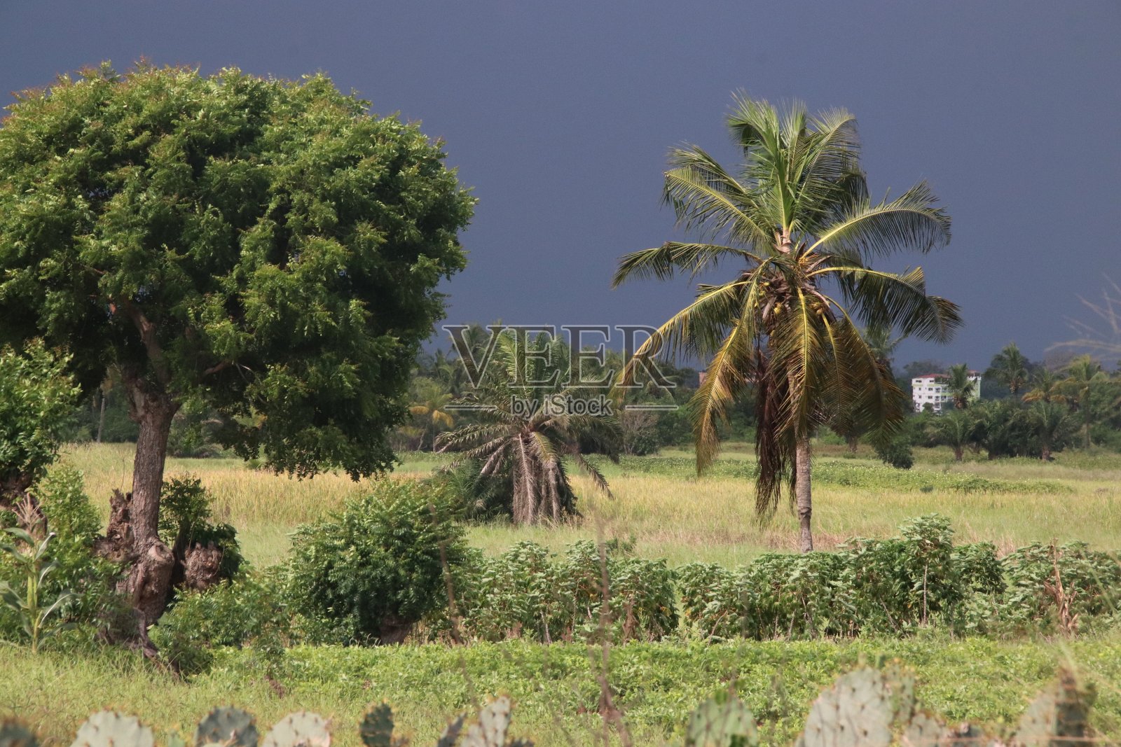 西非多哥Agbantokopé附近的椰子树。照片摄影图片