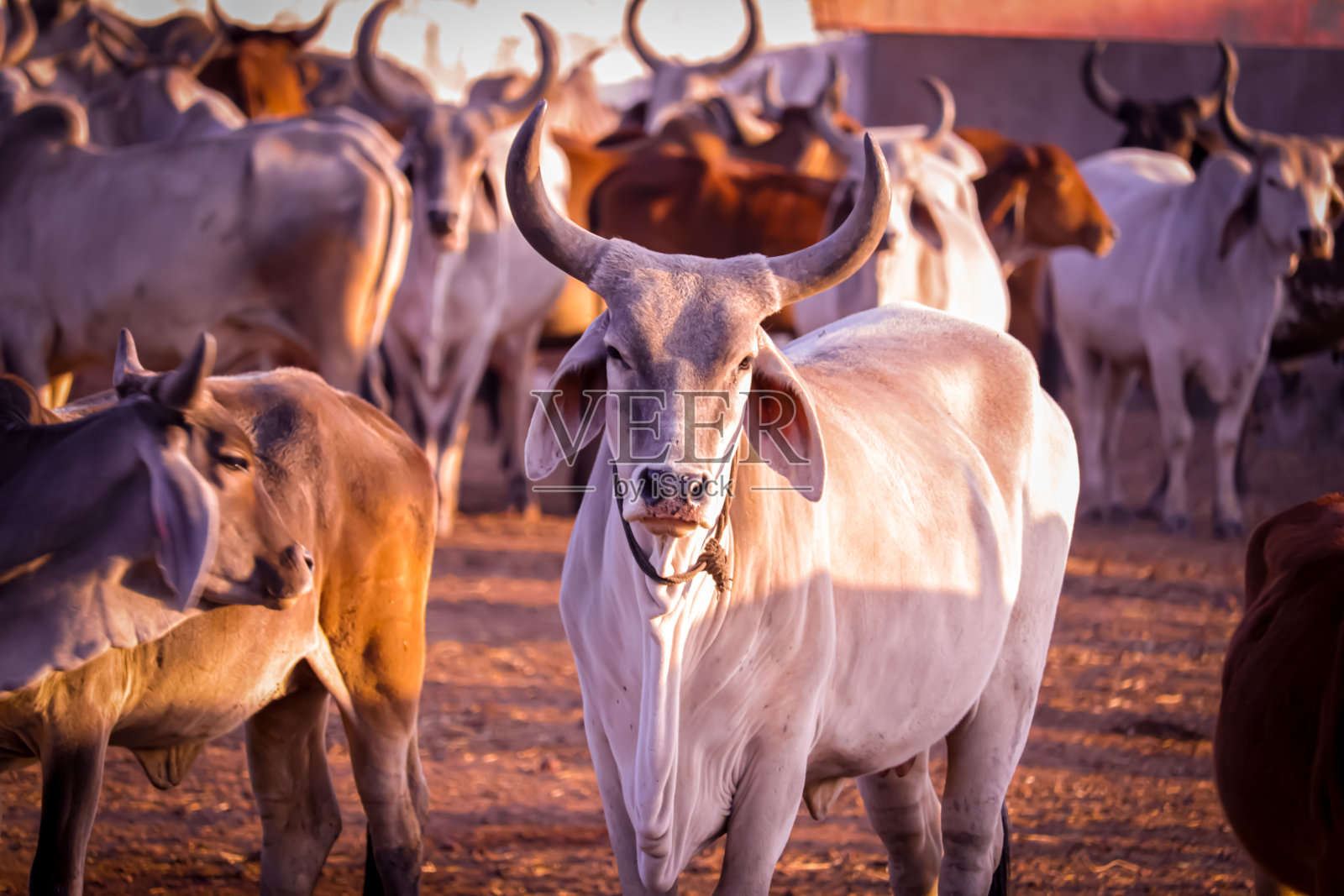 一群奶牛在夏天的院子(gow-sala)，印度美丽的奶牛在农场照片摄影图片
