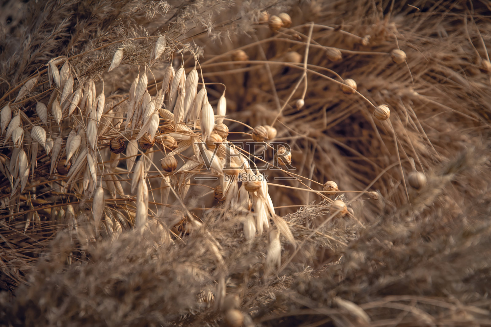 花园里的草药和干耳朵。自然背景和传统医学照片摄影图片