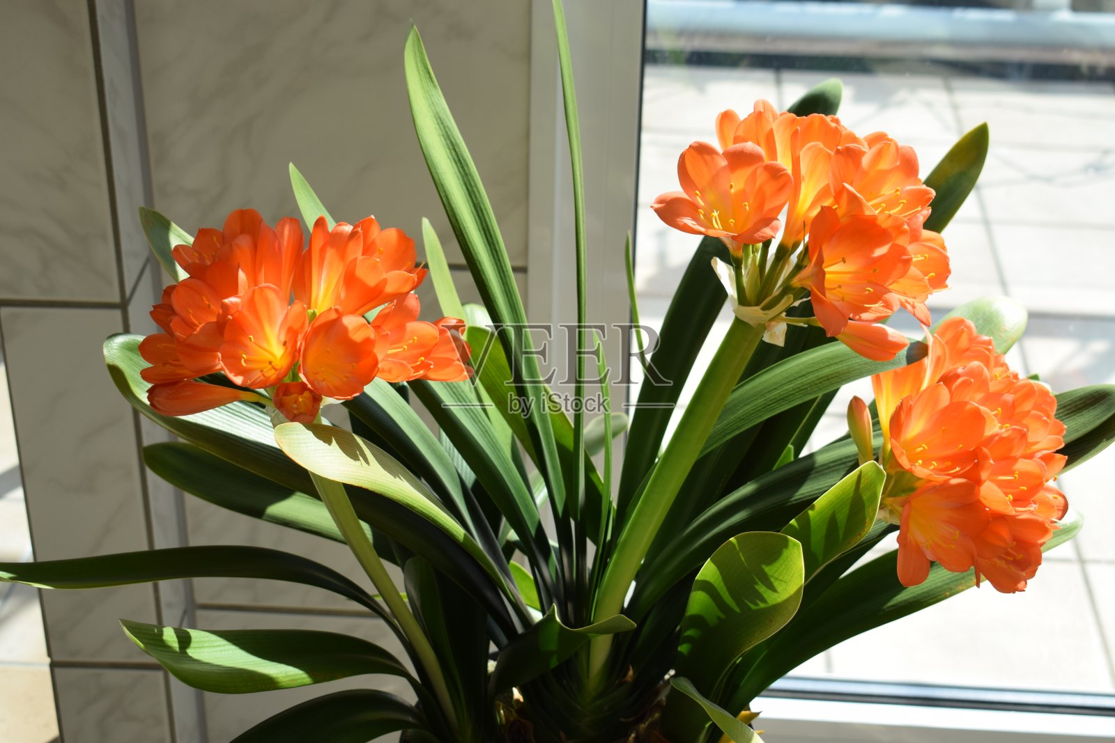 盛开的君子兰miniata照片摄影图片