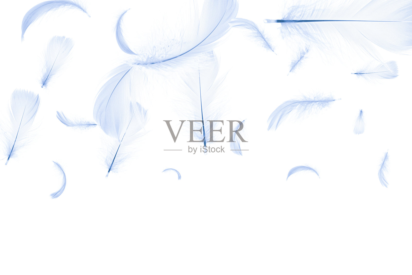 羽毛的纹理。在图案摄影中，自然抽象鸟类羽毛特写孤立在白色背景上。迷人的复杂的空气艺术形象孤立在白色。照片摄影图片