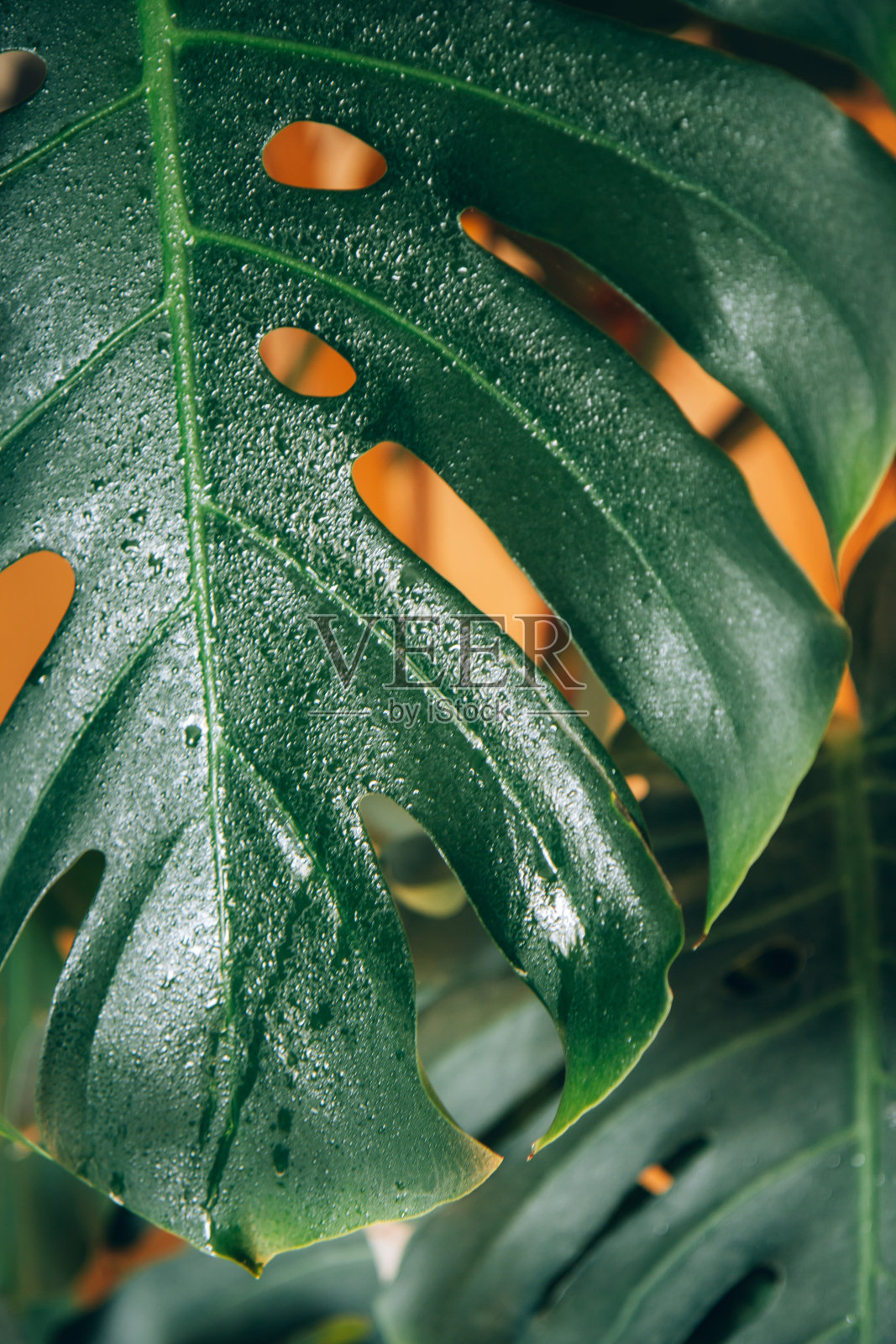 橙色背景上的美味怪兽照片摄影图片