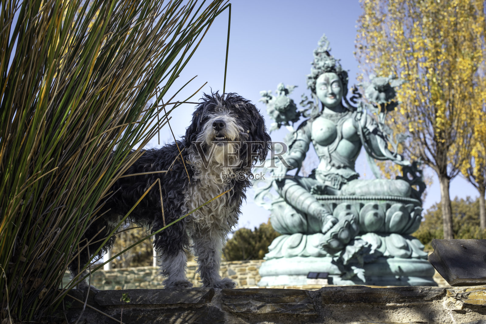 西班牙格拉纳达Alpujarras的一座佛教寺庙里的塔拉女神和一只狗的雕塑照片摄影图片