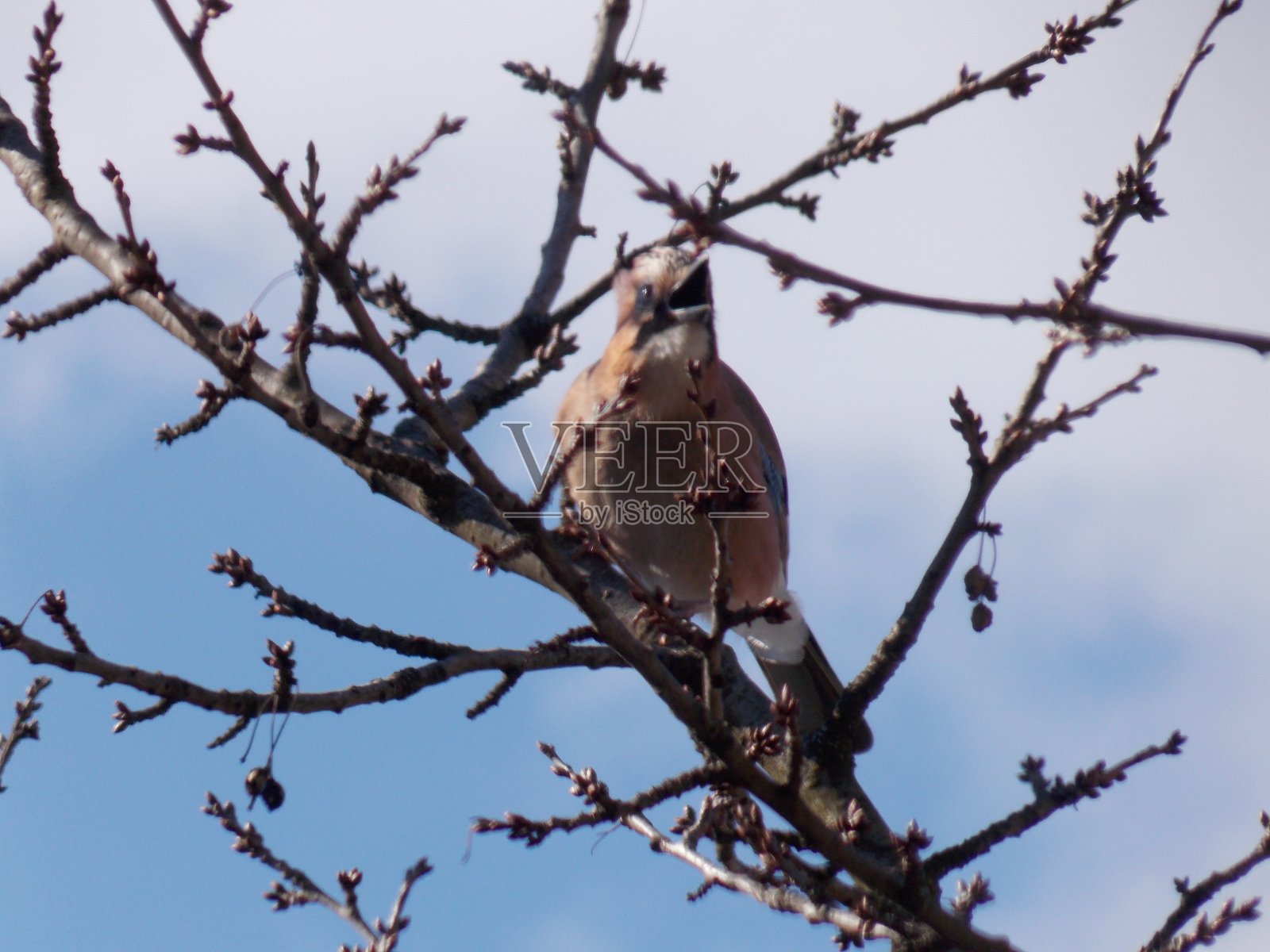 一只鸟在树枝上歌唱照片摄影图片