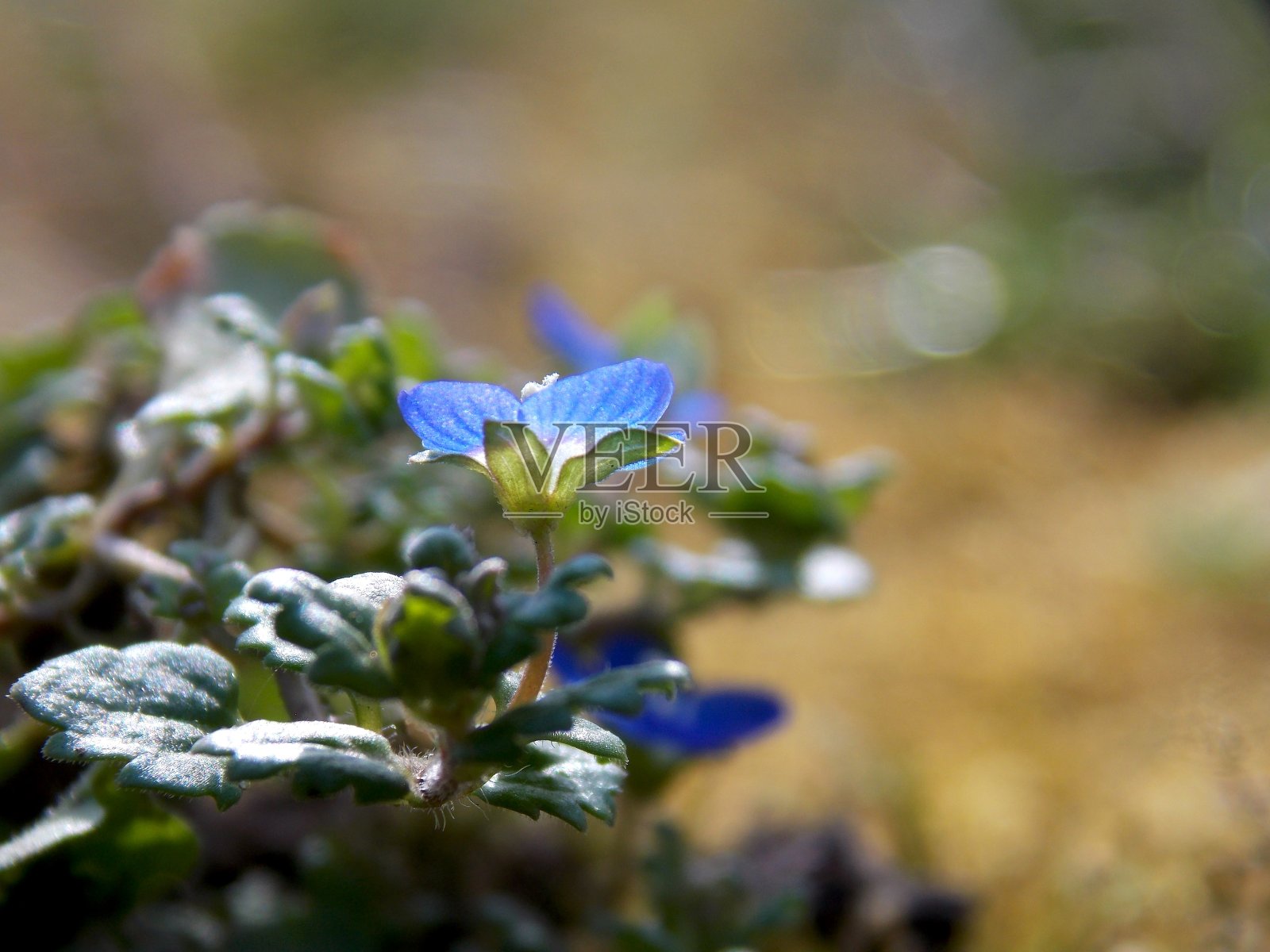 春天里的小蓝花照片摄影图片