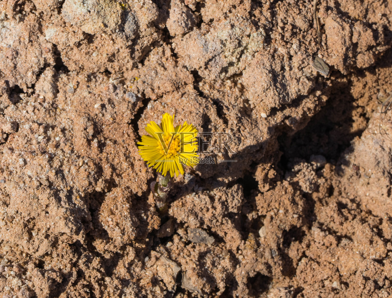 沙地上单朵款冬花照片摄影图片