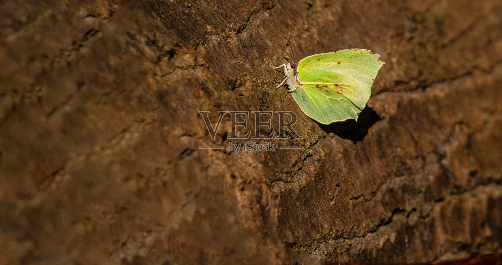 普通粉蝶照片摄影图片