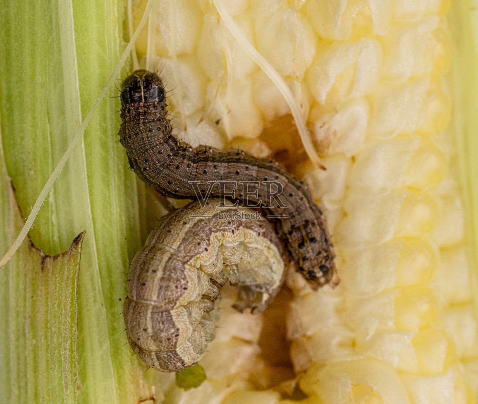 粘虫与粪便落在受损的玉米上。照片摄影图片