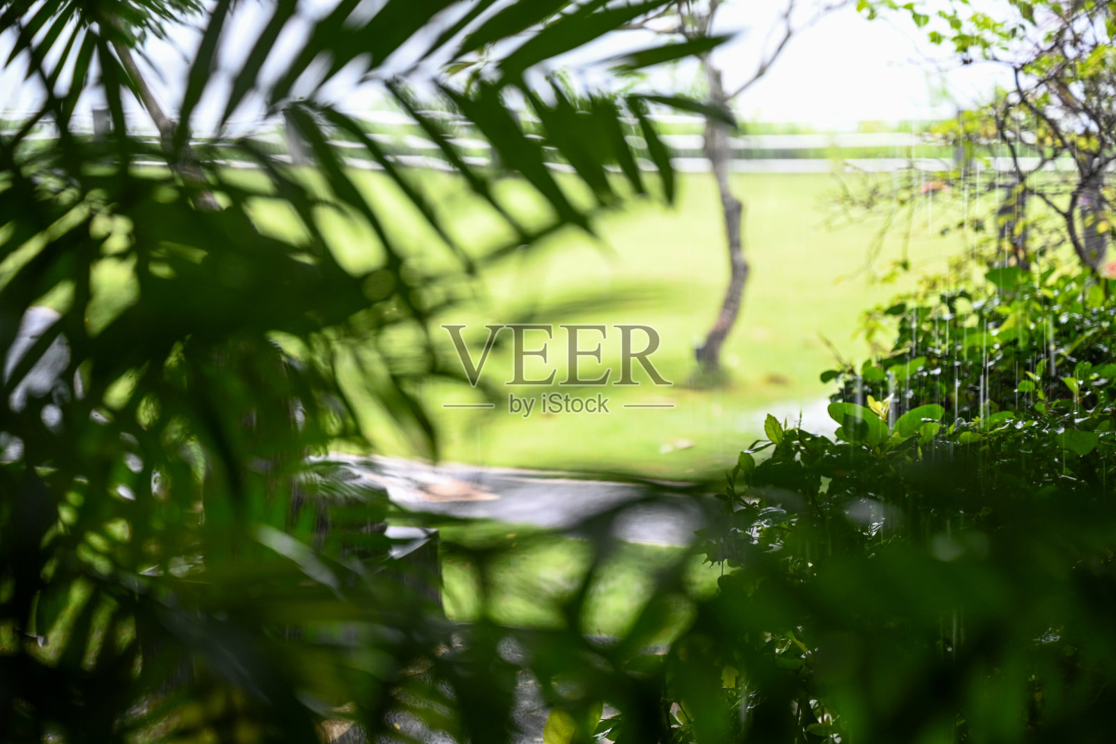 雨天在绿色花园照片摄影图片