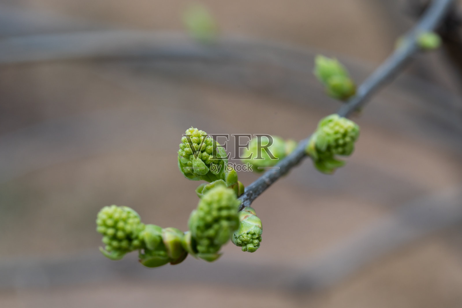 树在春天发芽照片摄影图片