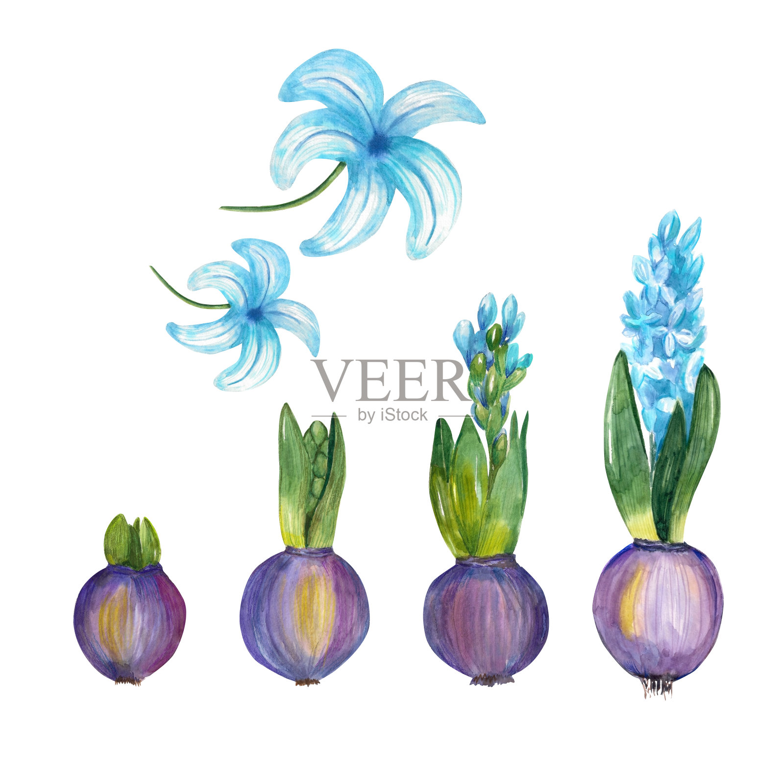 水彩插图。风信子绘画。蓝色的风信子，绿色的叶子和球茎。插图设计插画图片素材